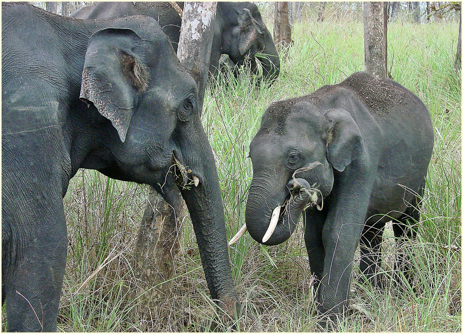 Xishuangbanna wild Asian elephant migration