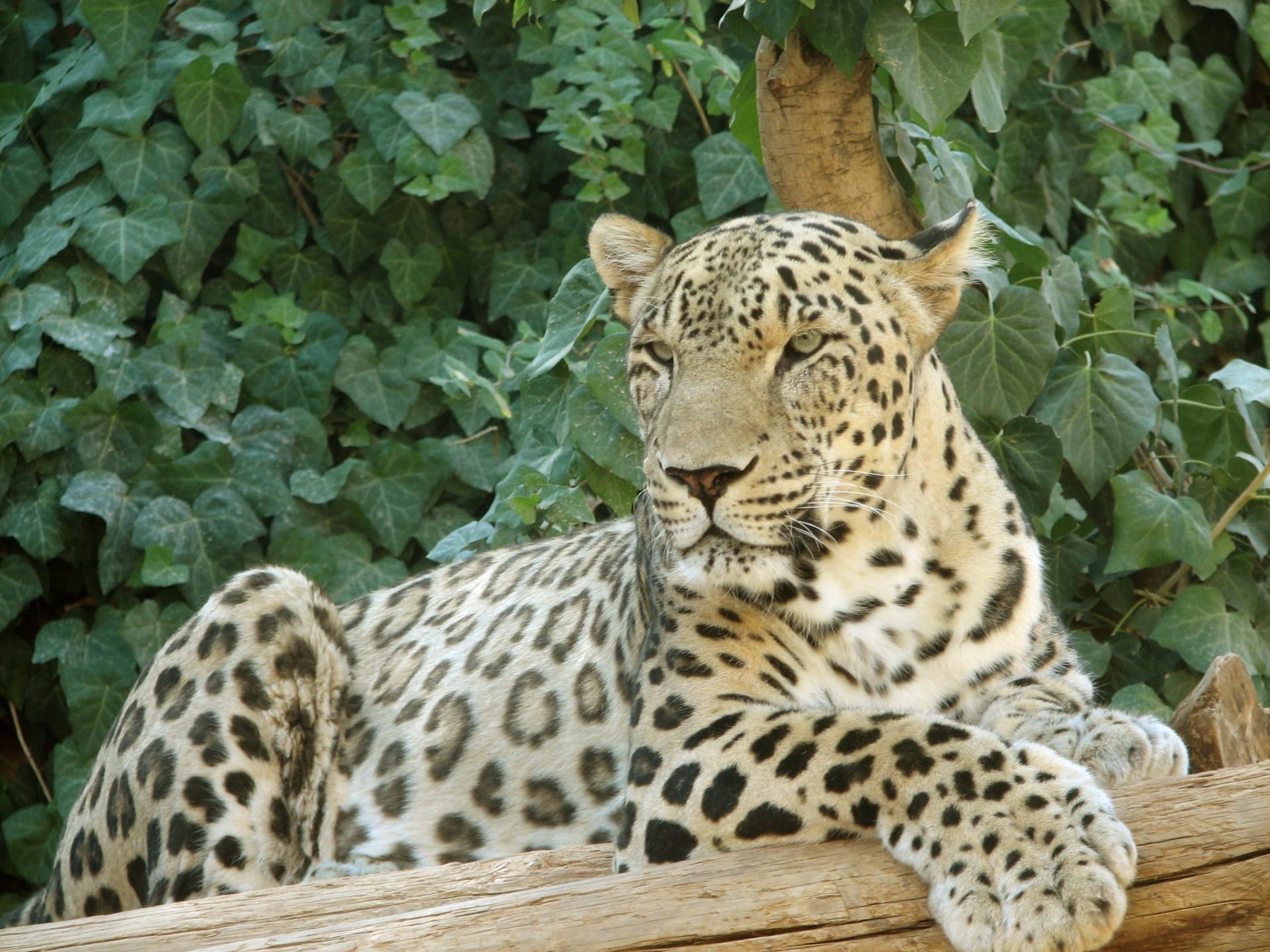 Zagros Mountains Persian leopard territory