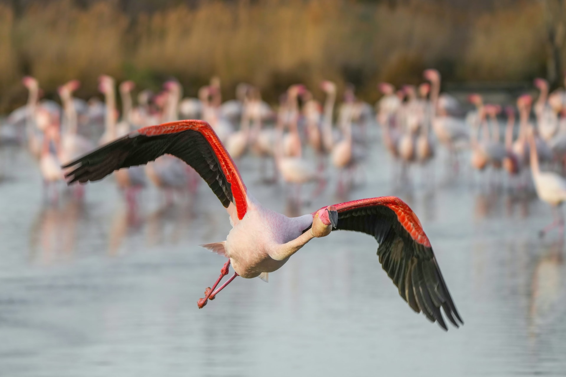 Lake Abijatta Flamingo Mega-Congregation