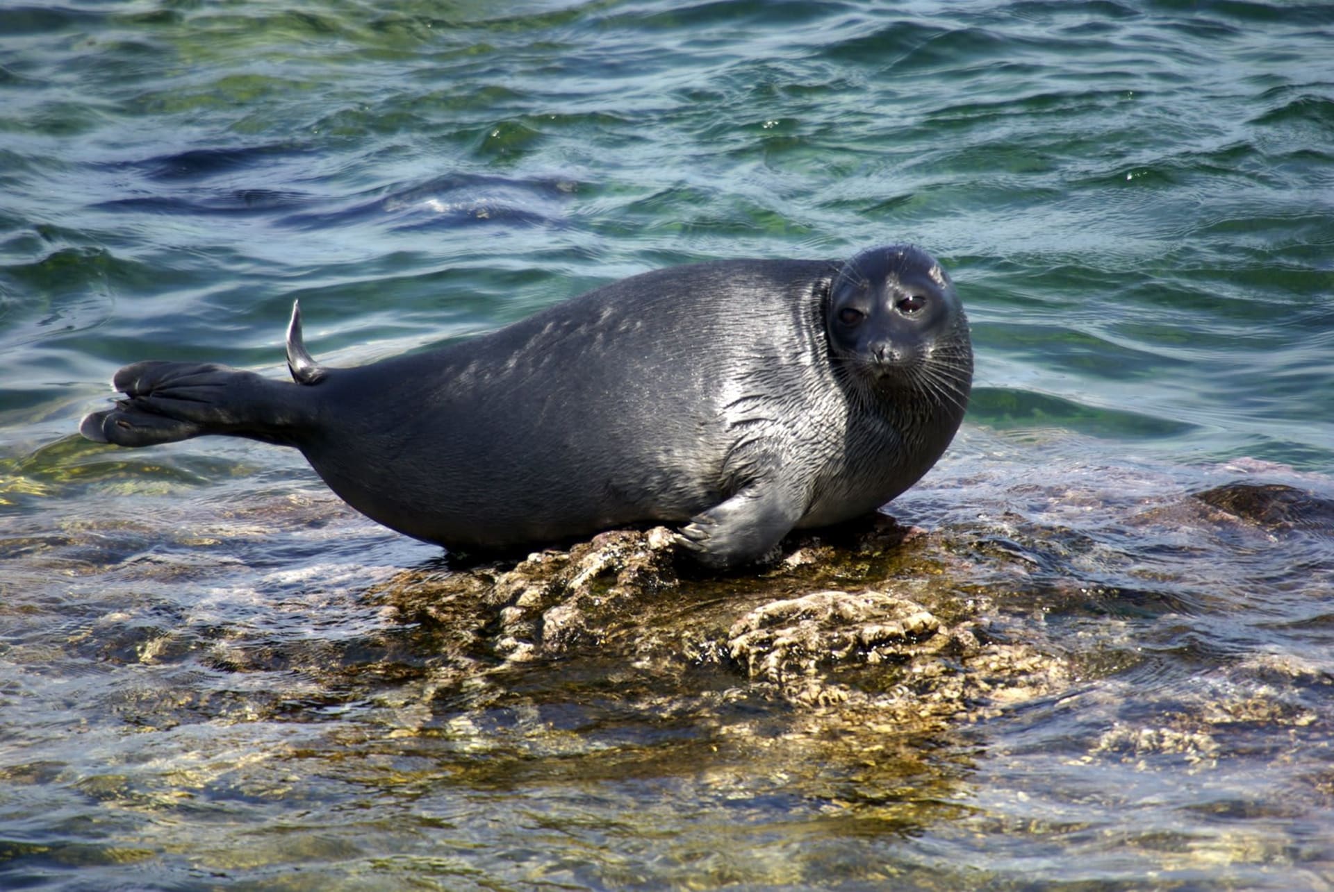 Lake Baikal nerpa (Baikal seal) pupping