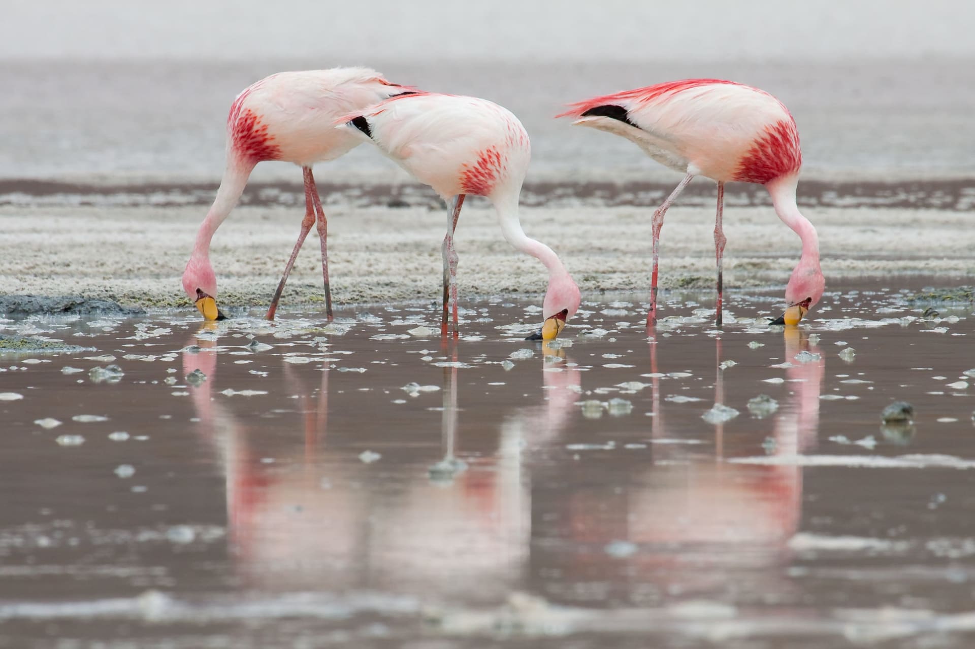 Lake Kerkini Flamingos (Serres)