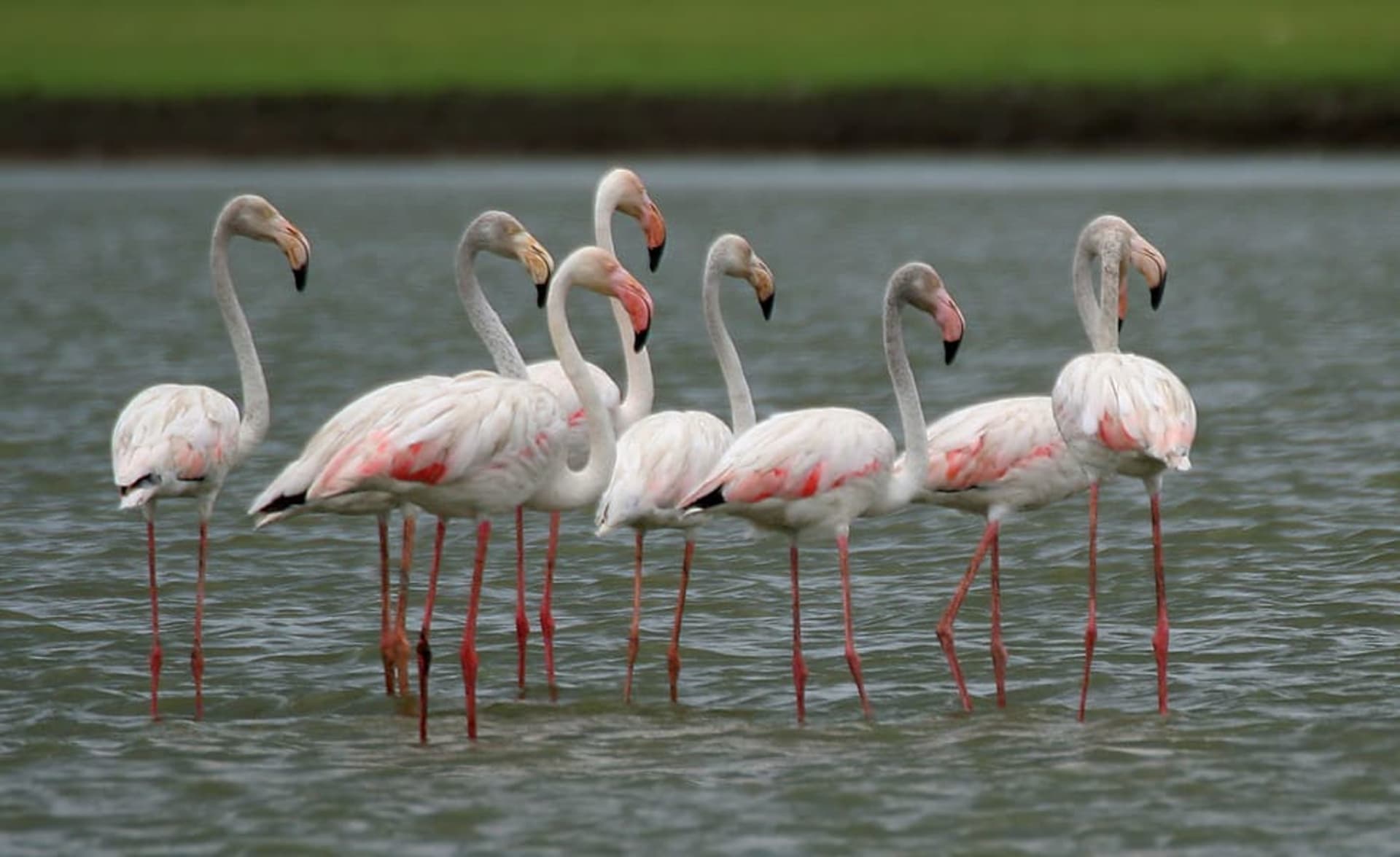 Lake Tuz flamingo breeding colony