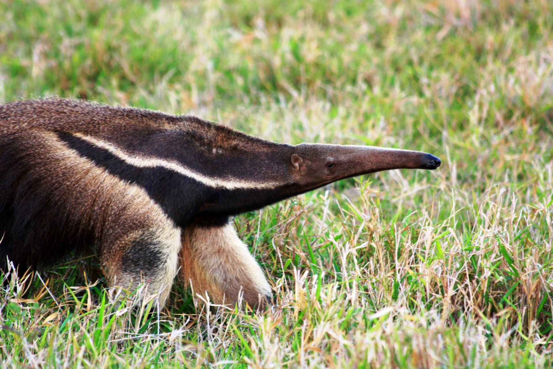 Pantanal Giant Anteater Foraging Season