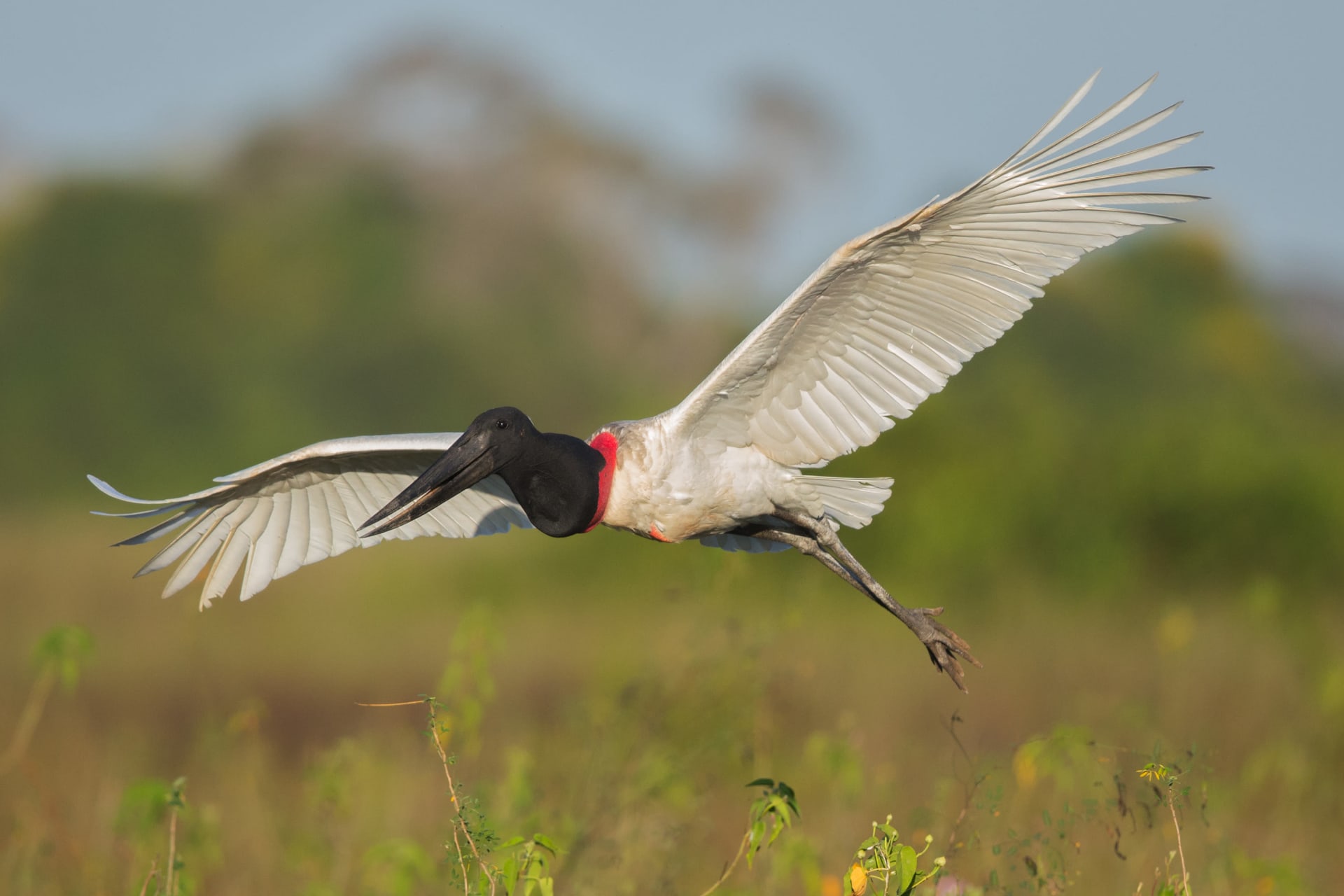 Pantanal Jabiru (Tuiuiú) Nesting