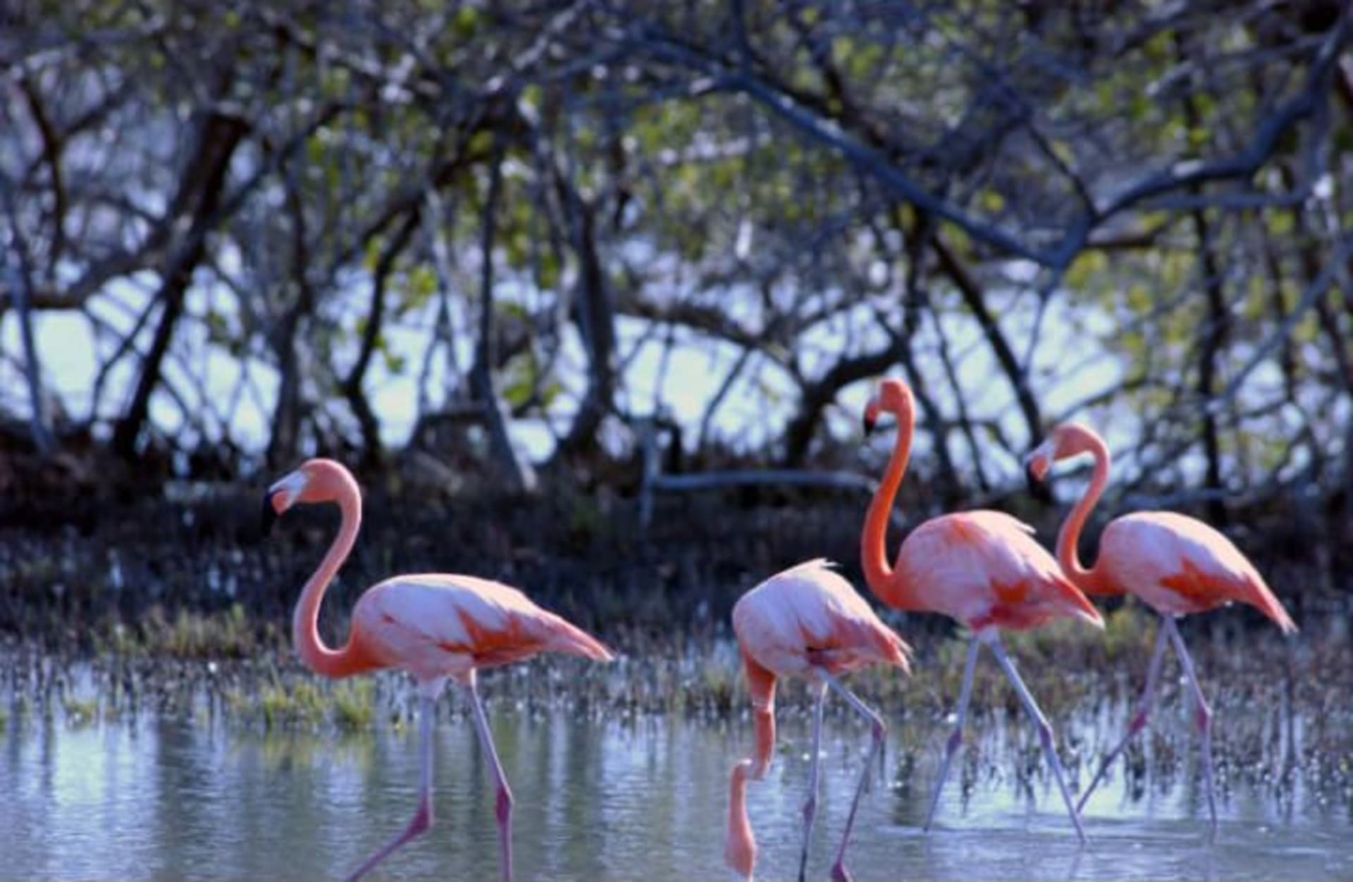 Pekelmeer Flamingo Nesting (Bonaire)