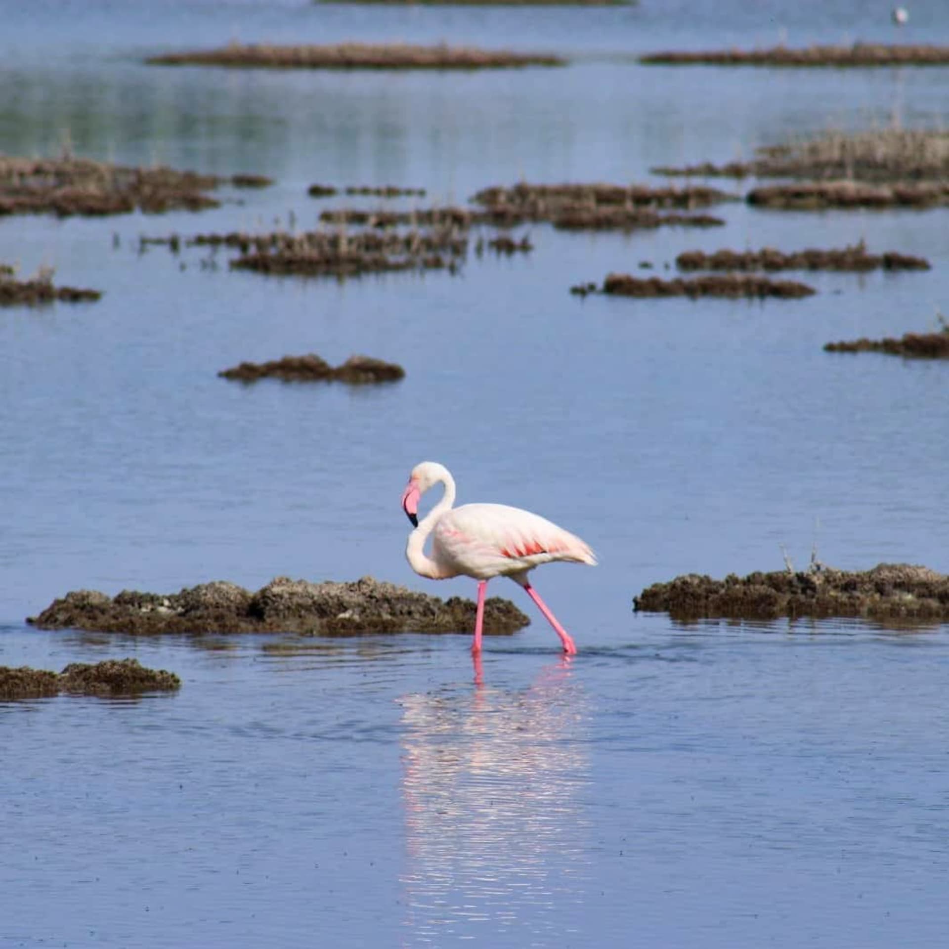 Sardinia Pink Flamingo Winter Congregation