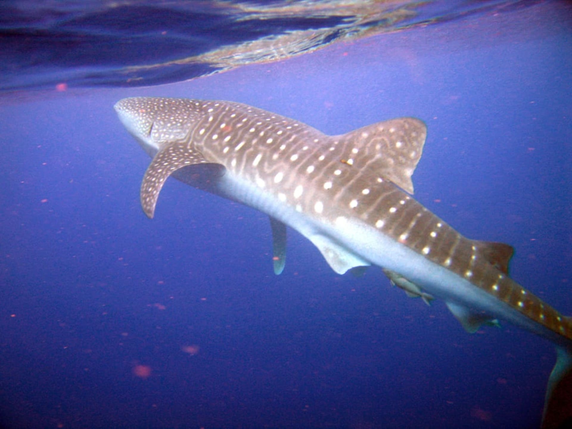 Utila Whale Shark Season
