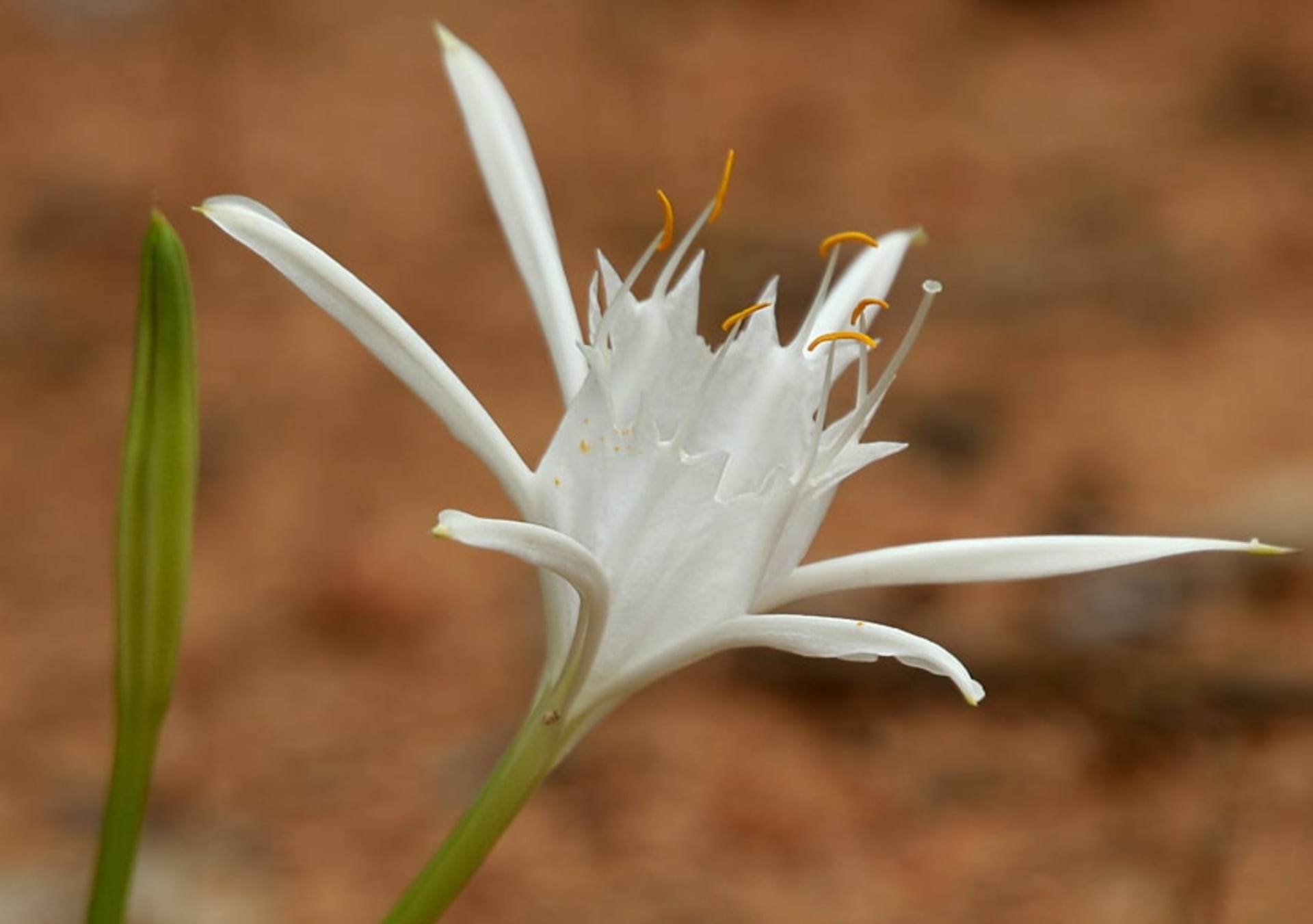 Rocky Shoals Spider Lily Bloom