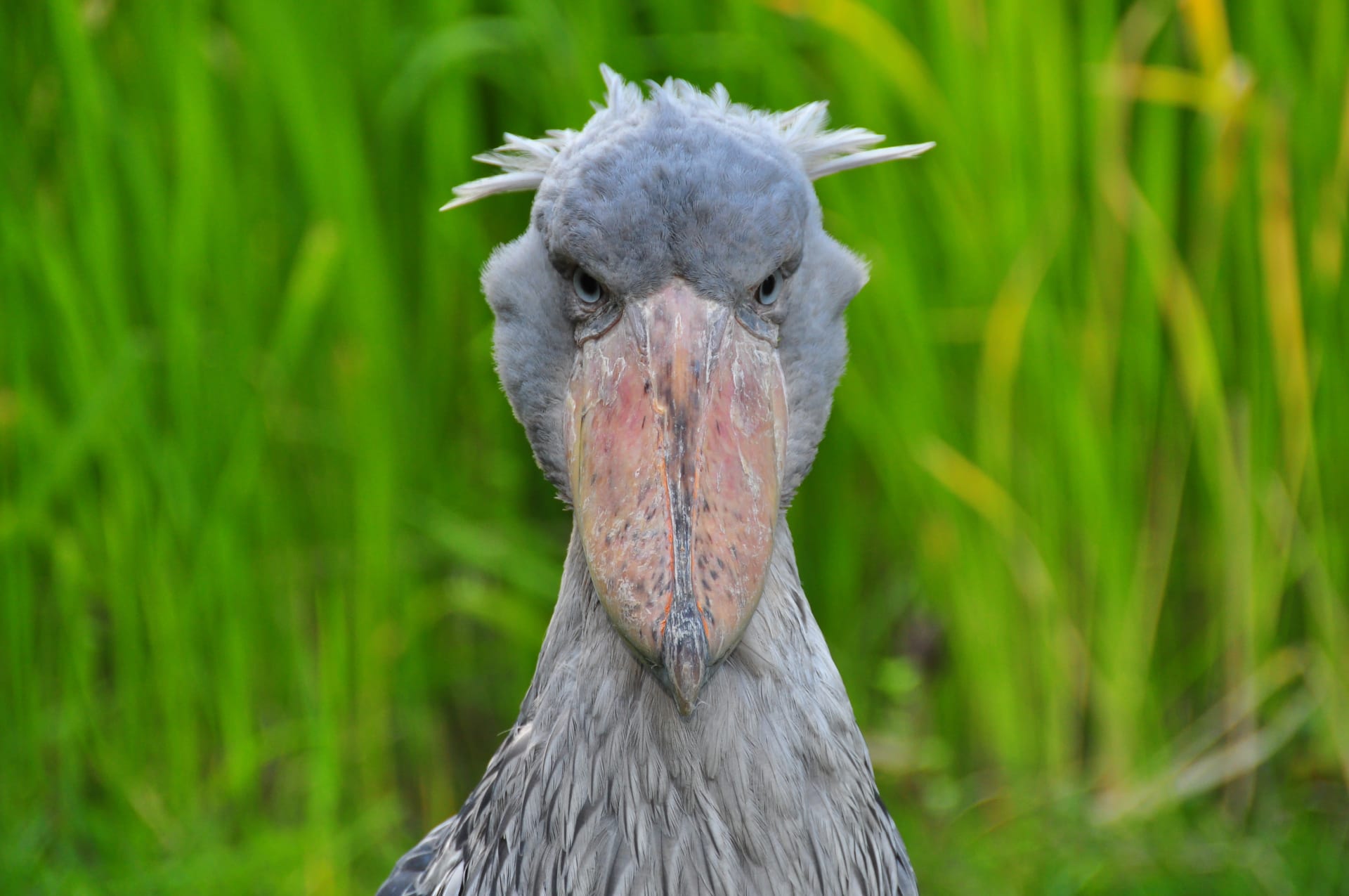 Bangweulu Wetlands Shoebill Breeding Season