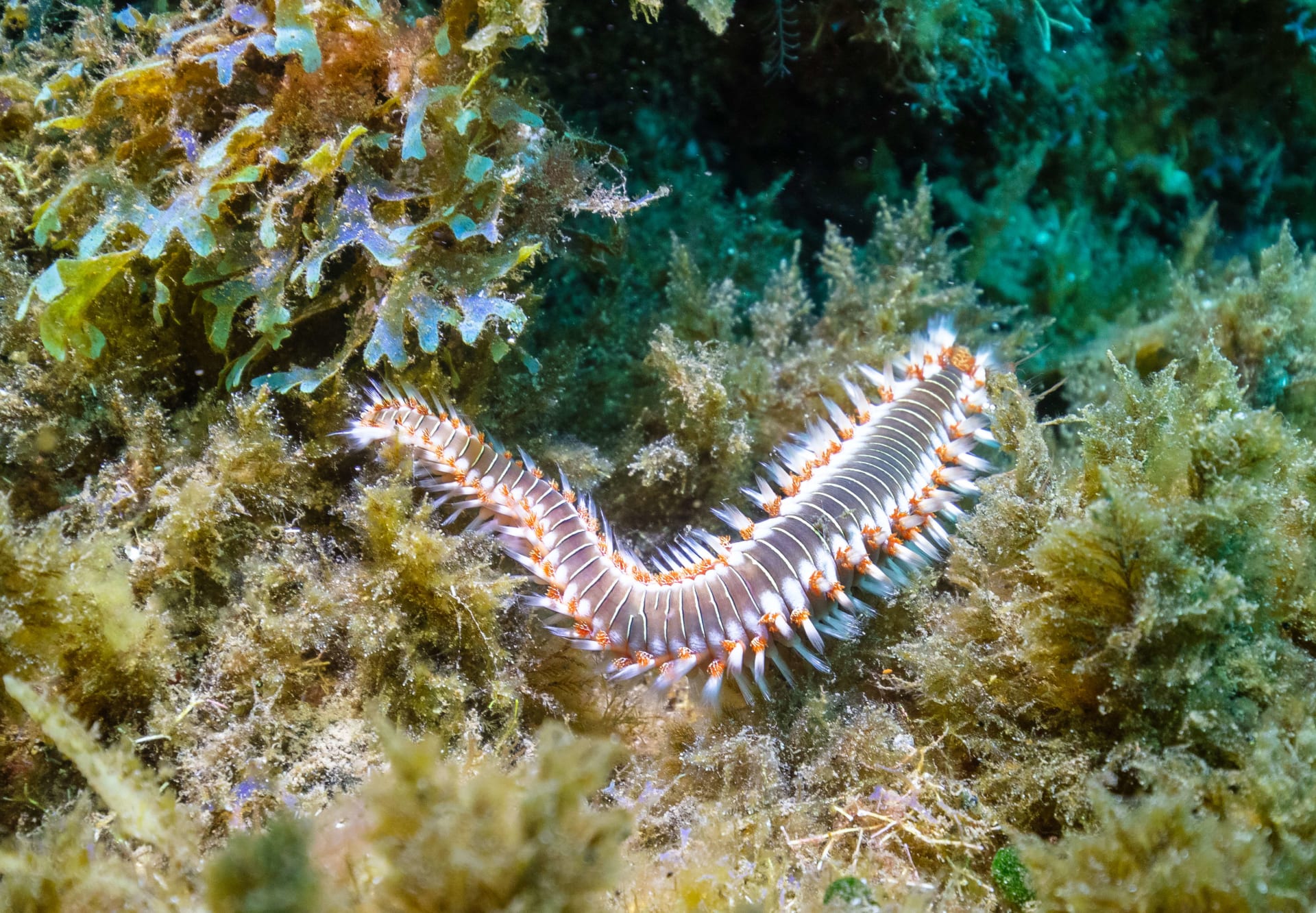 Bermuda fireworm bioluminescent mating spirals