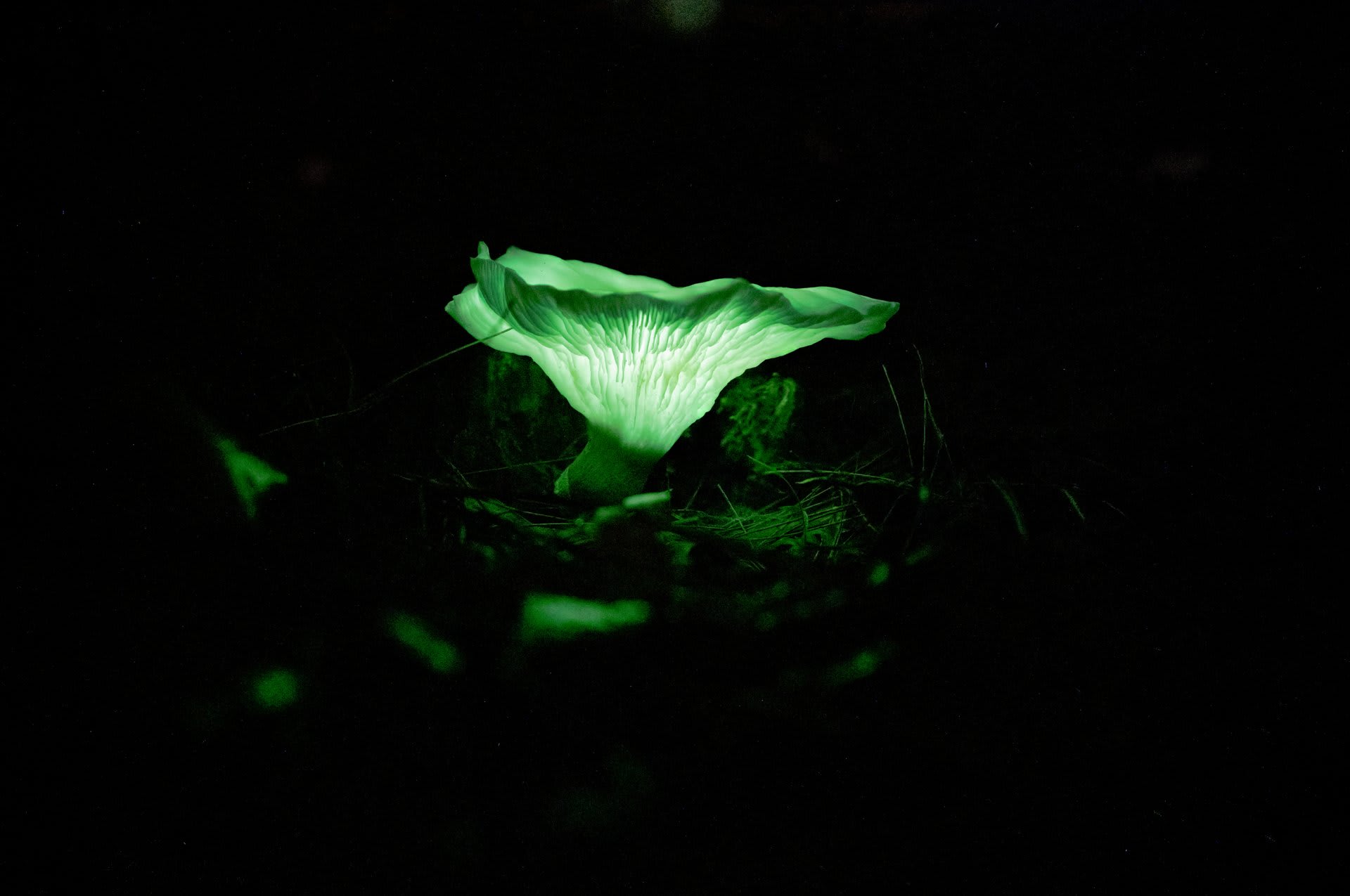 Bioluminescent Fungi - Ghost Mushrooms