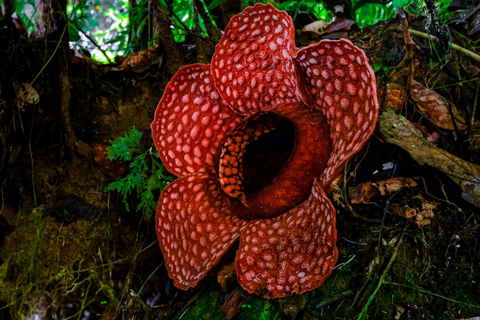 Gunung Gading Rafflesia Bloom