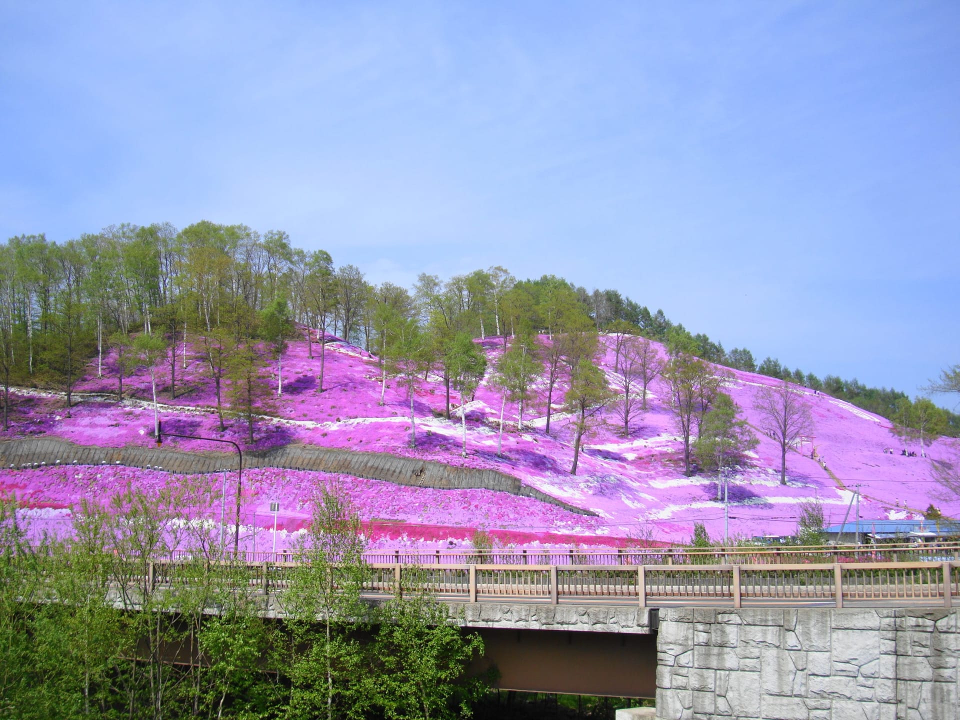 Higashimokoto Shibazakura (Pink Moss)