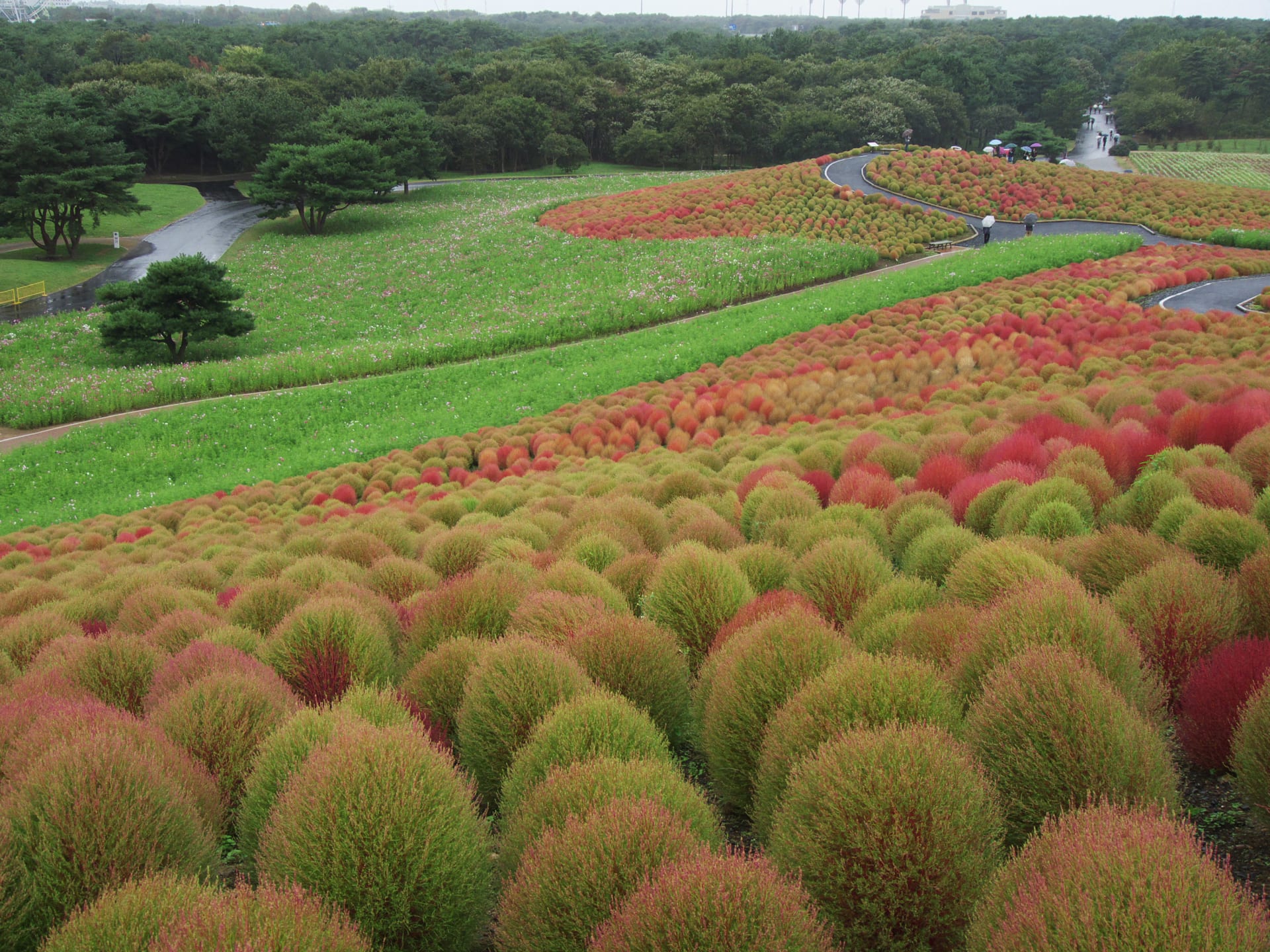 Hitachi Kochia Autumn Red Hills