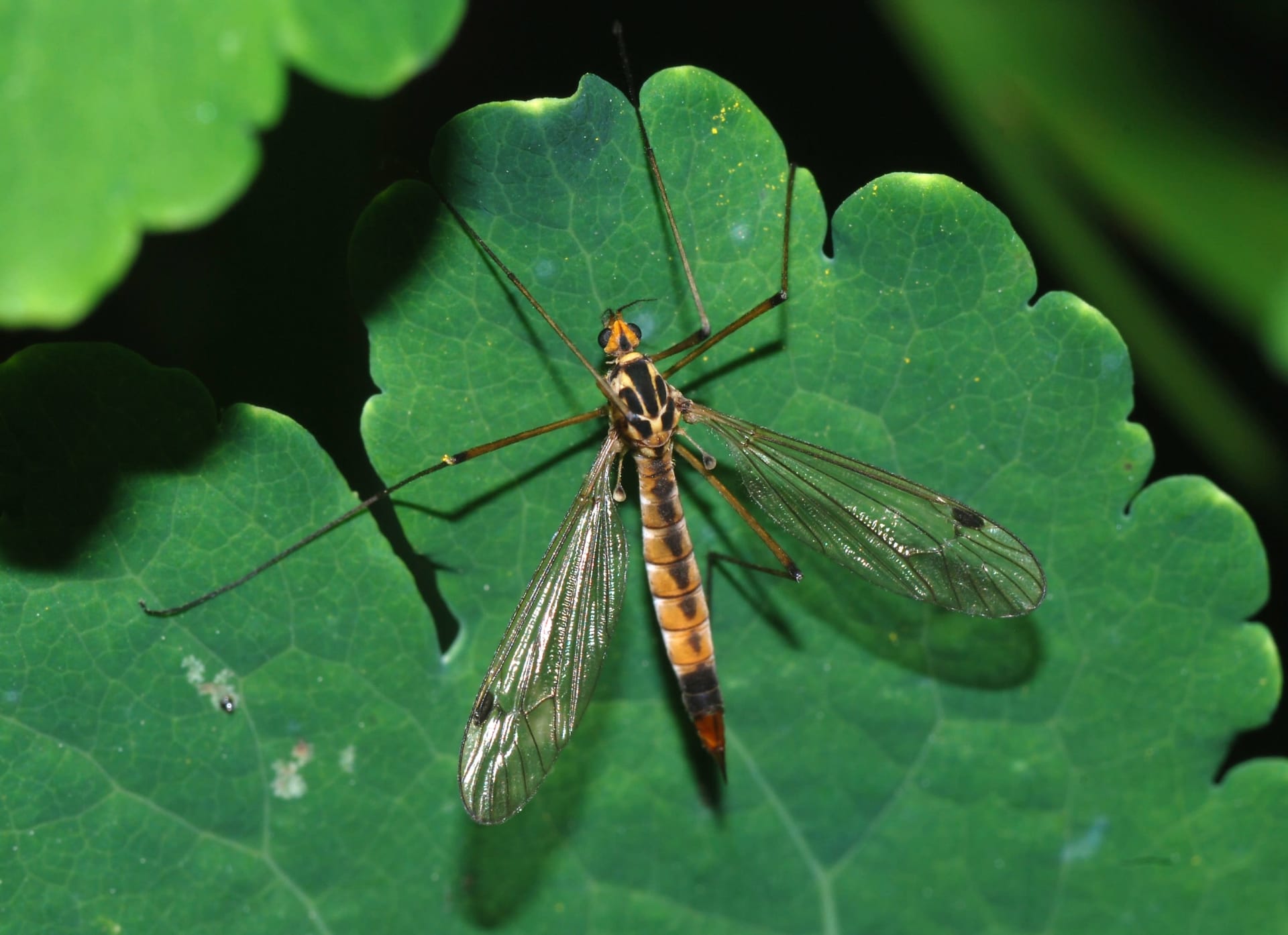 Lake Erie Mayfly Hatch