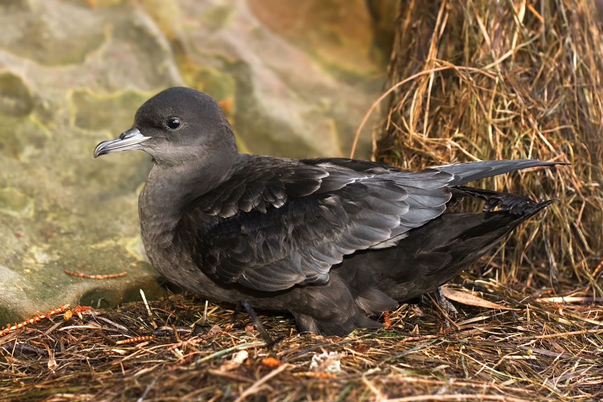 Lord Howe Island shearwater fledgling fallout