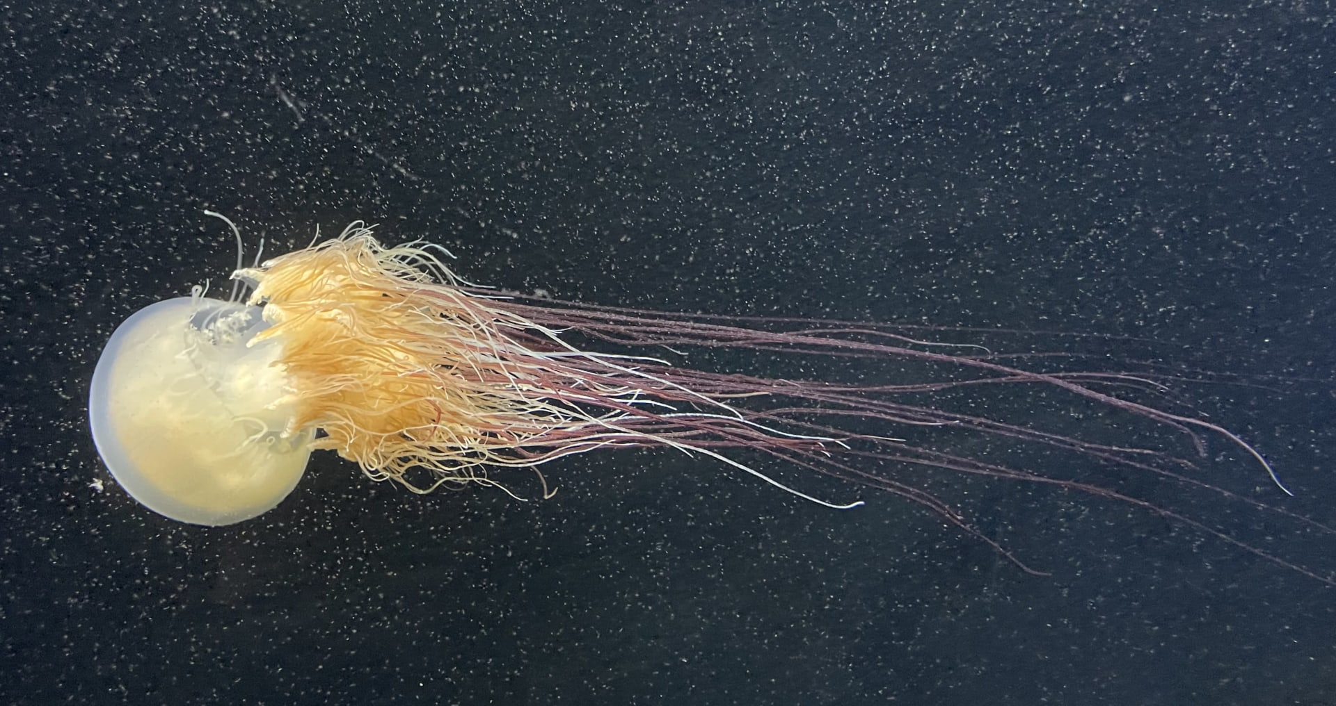 Nomura's Jellyfish Bloom