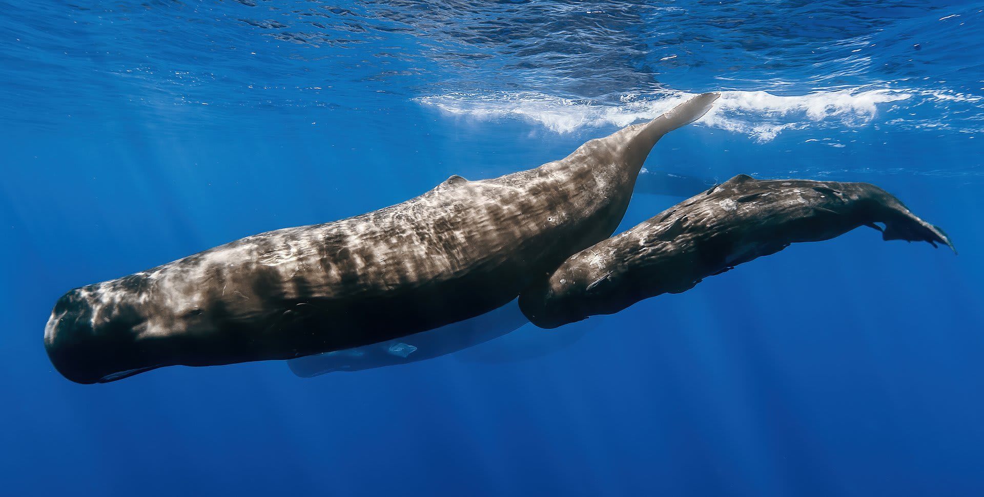 Ogasawara Sperm Whale Season