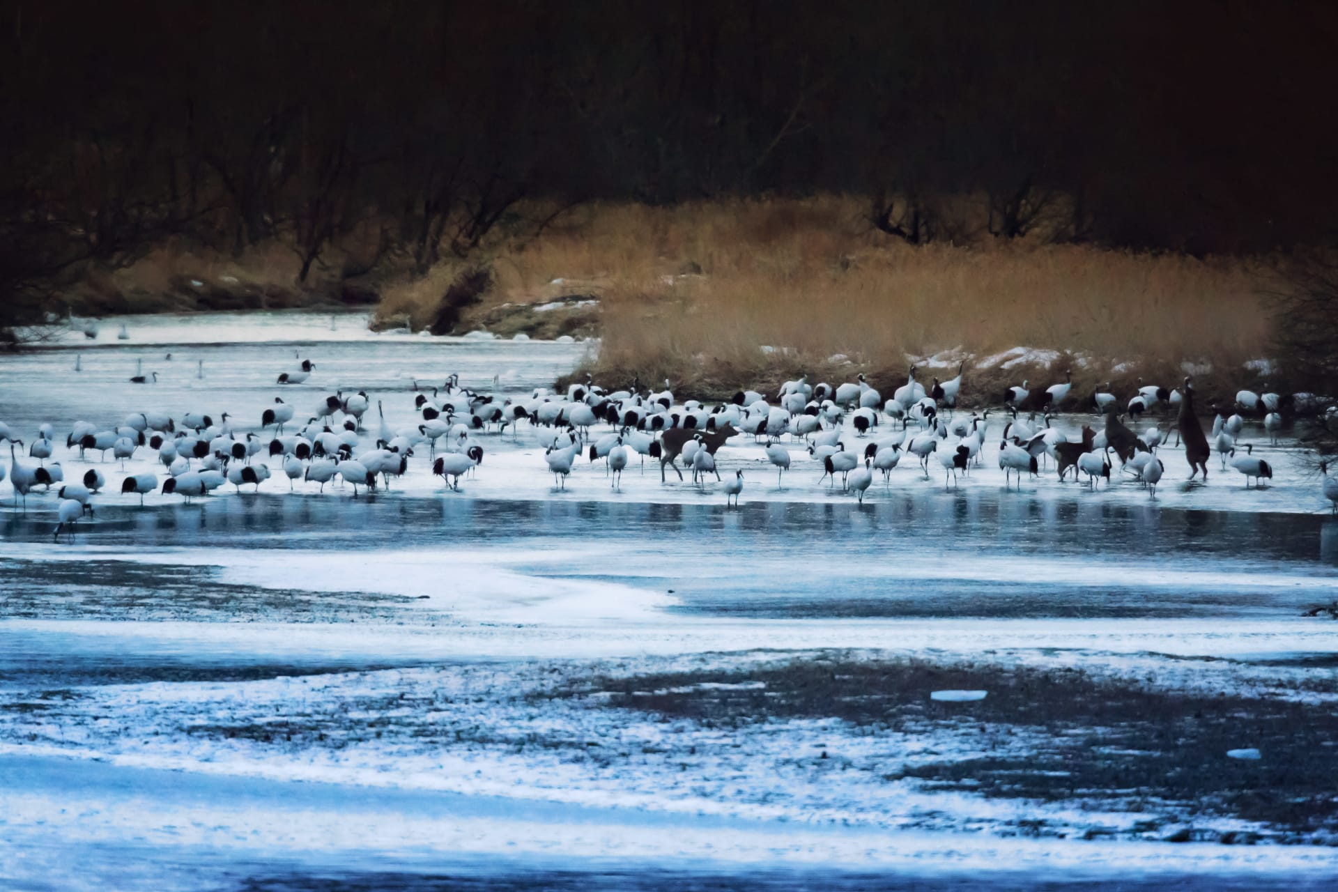 Otowa Bridge Tancho Crane Sunrise Roost