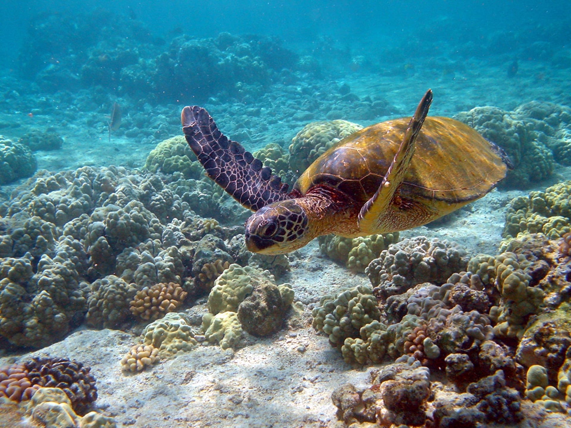 Yakushima Sea Turtle Nesting