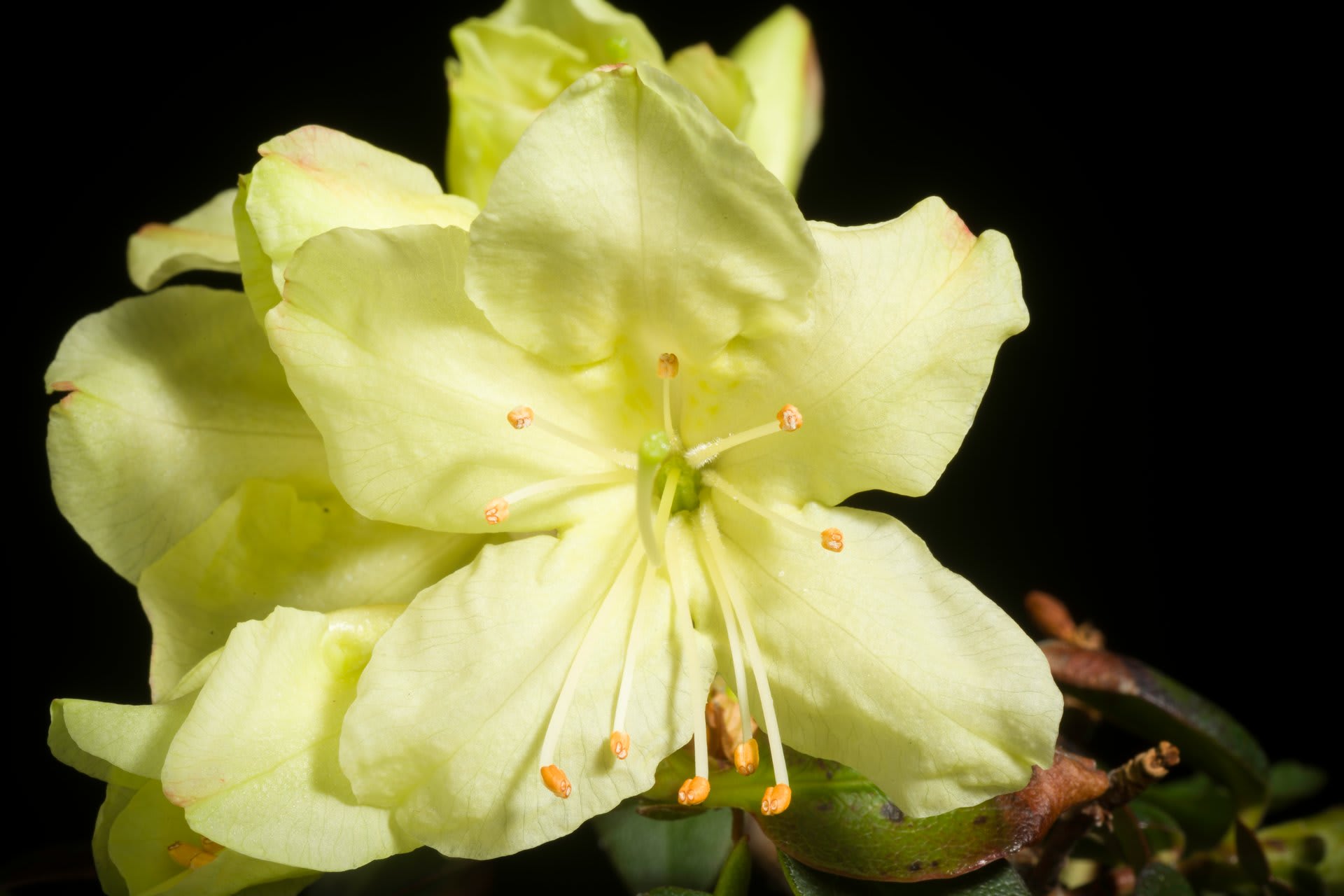 Yakushima Shakunage Rhododendron Bloom