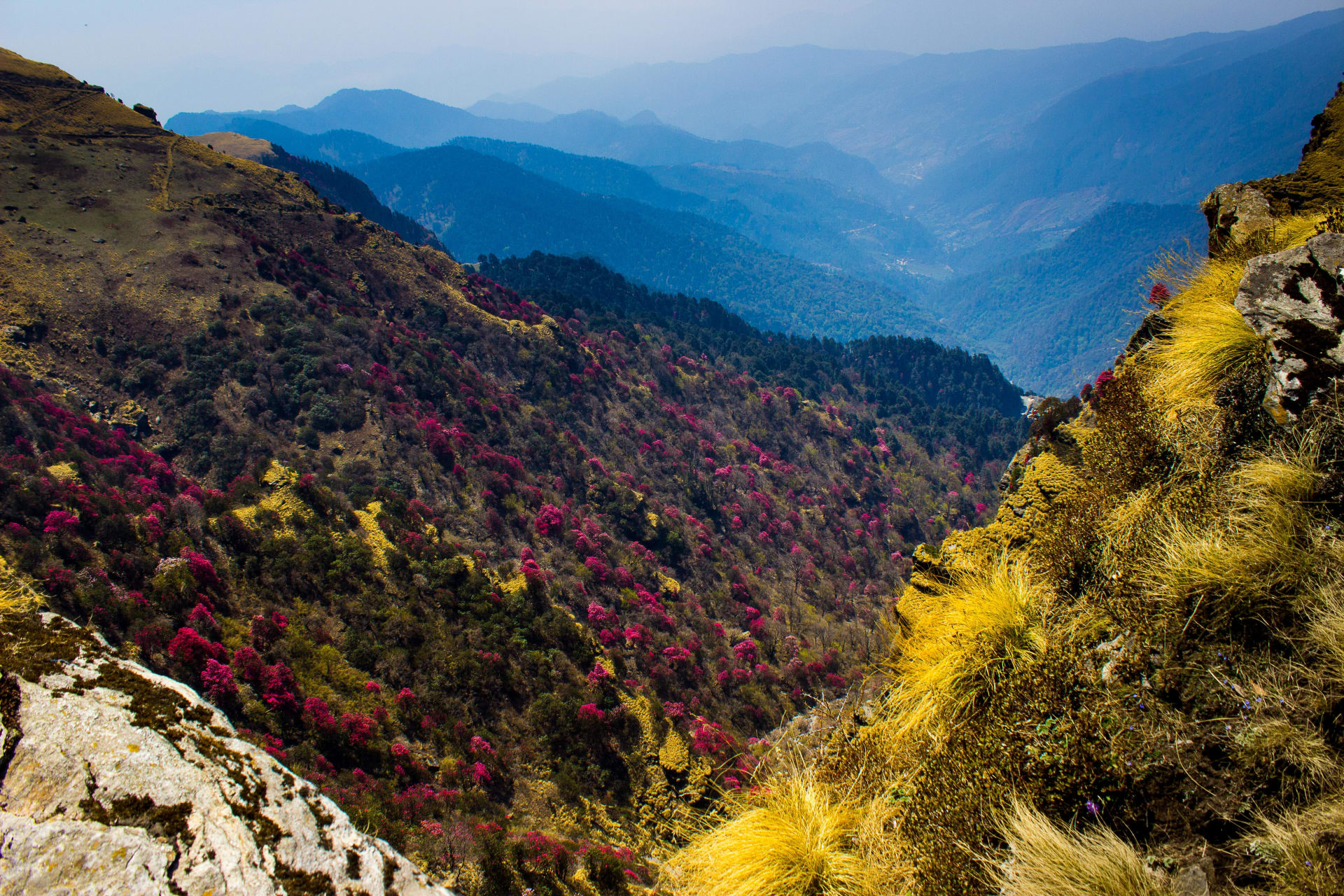 Yumthang Valley Rhododendron Superbloom