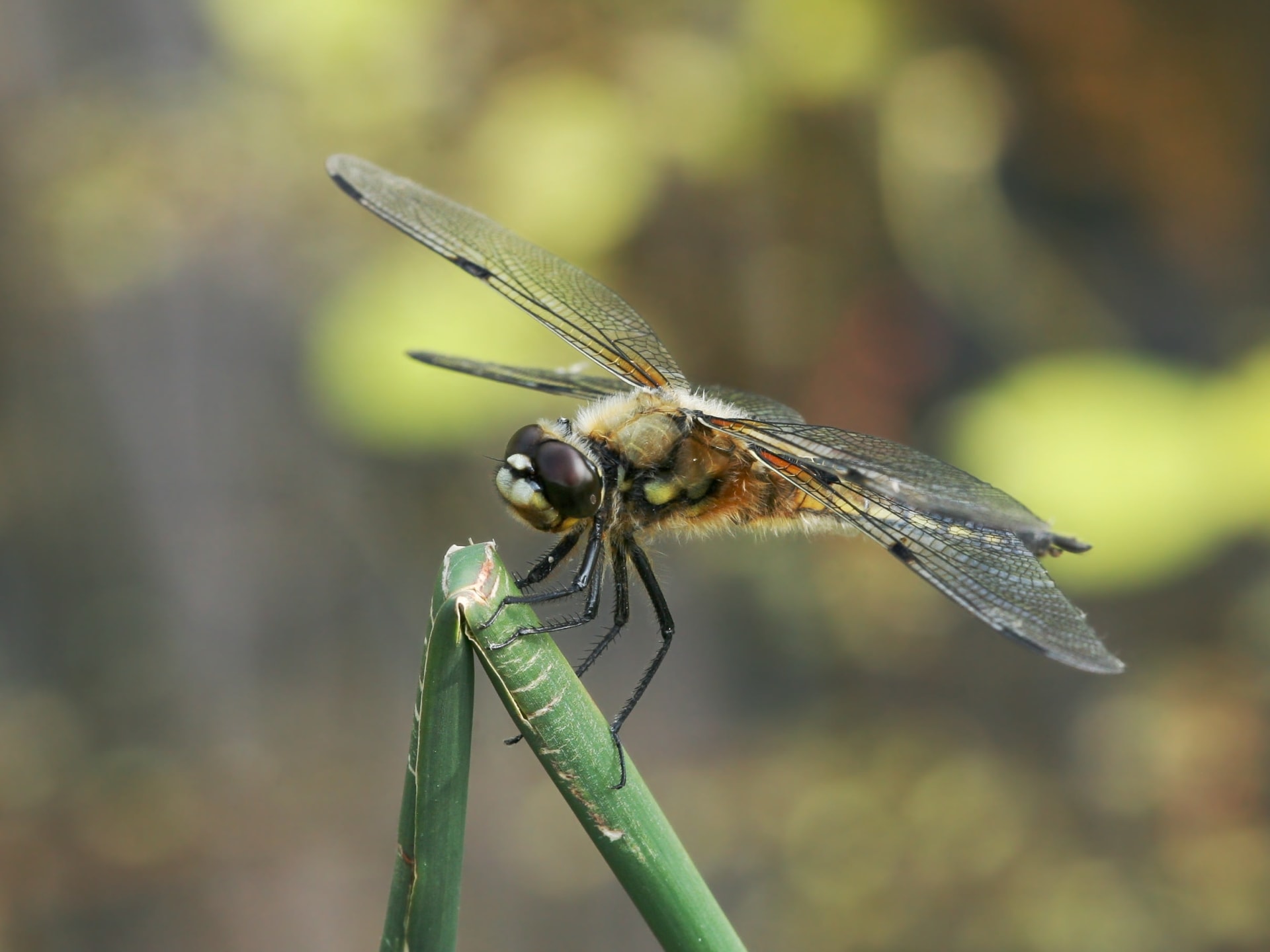 Akiakane Dragonfly Mass Migration