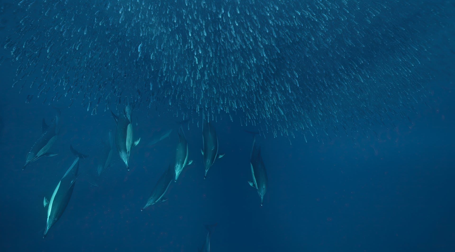 Algarve Sardine Baitball and Dolphin Feeding Frenzy