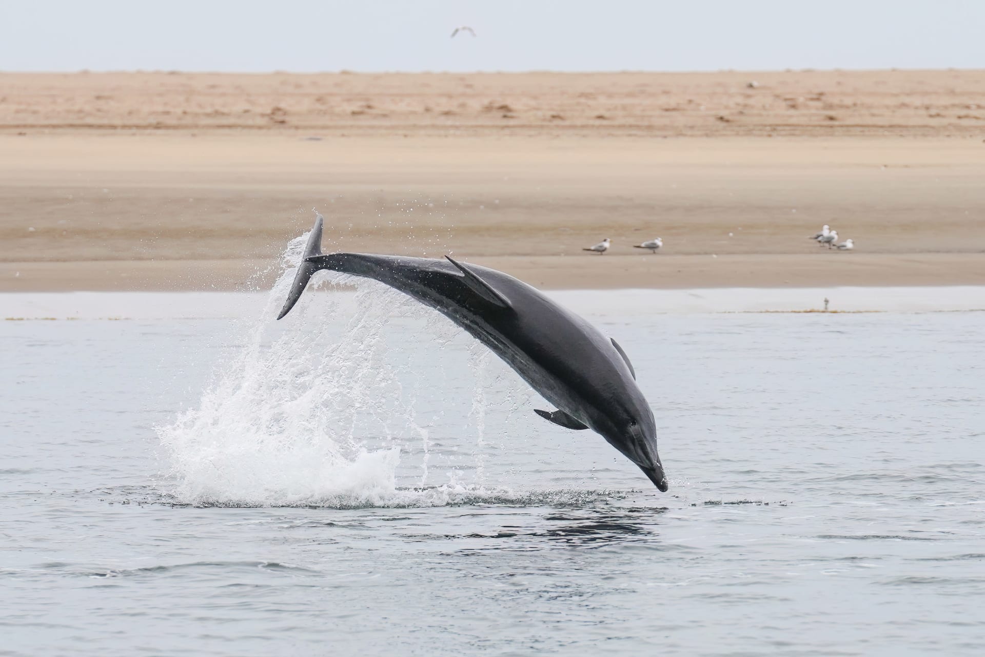 Cardigan Bay Bottlenose Dolphin Season