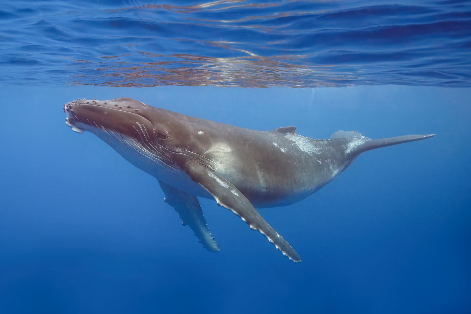 East Coast Humpback Whale Migration (Australia)
