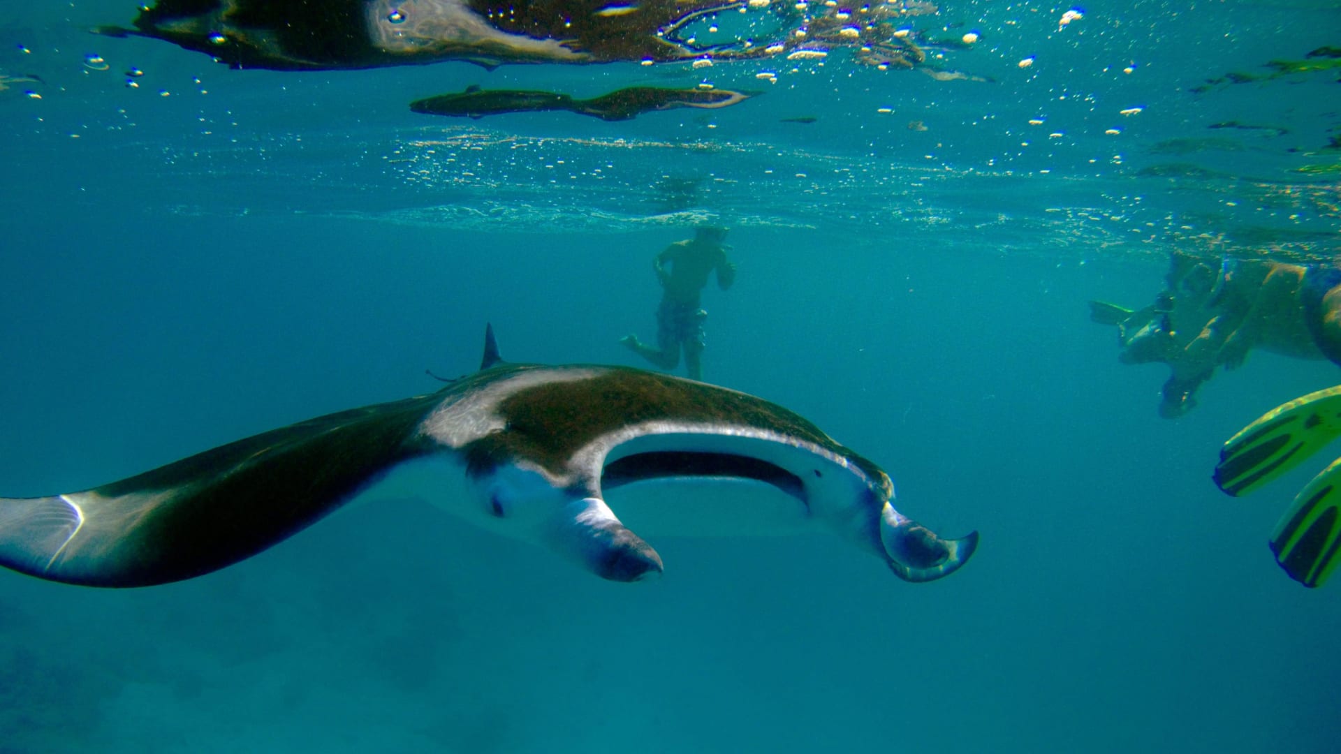 Ishigaki Manta Ray Season