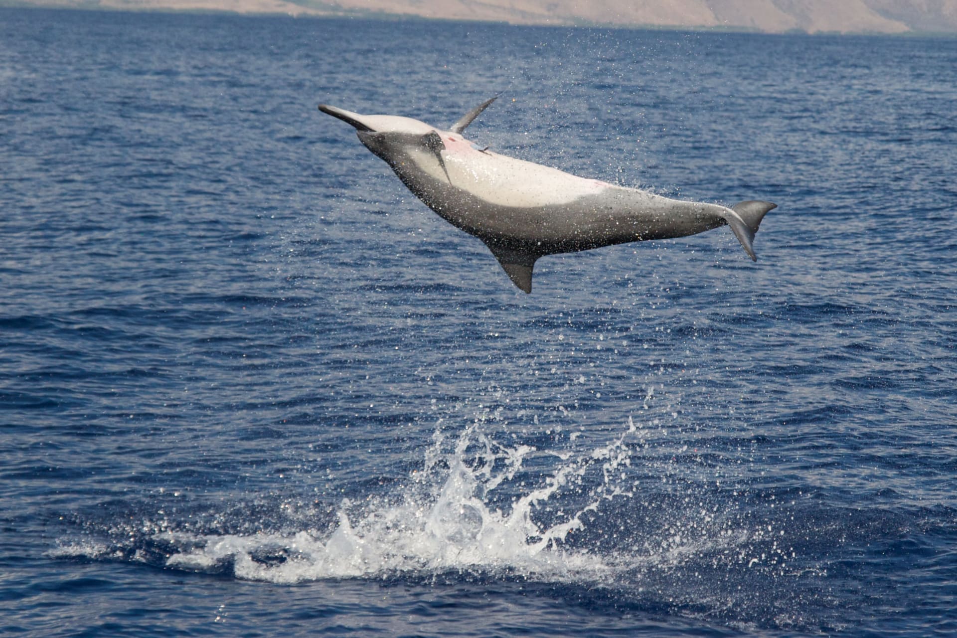 Hawaiian spinner dolphin dawn congregation