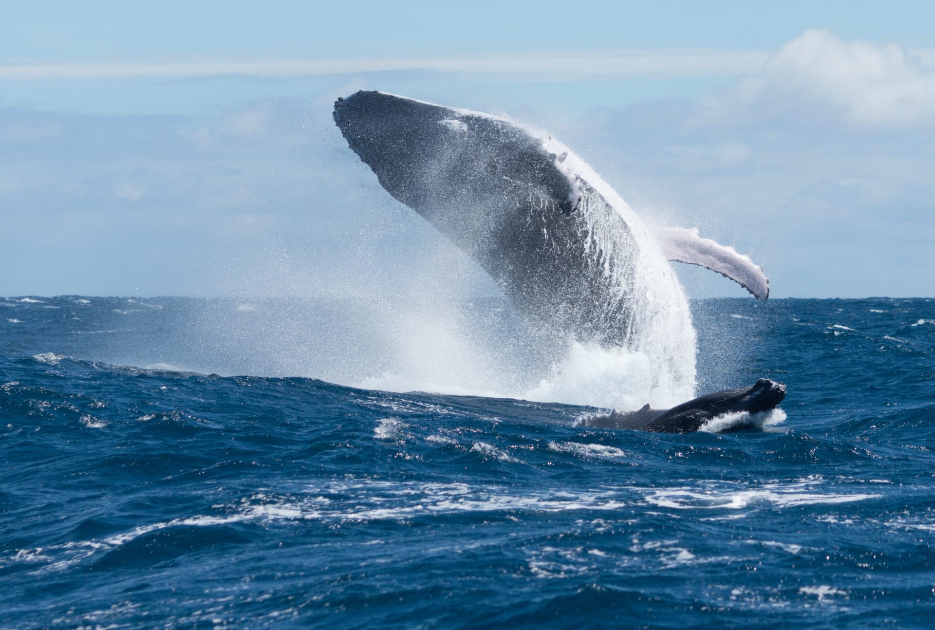 Humpback Whale Breach - Pacific