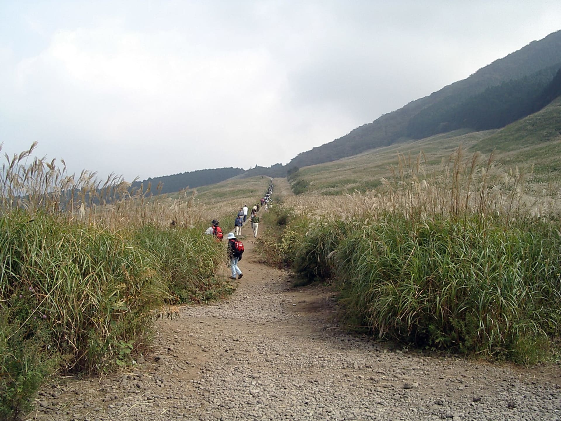 Sengokuhara Susuki Grass Fields