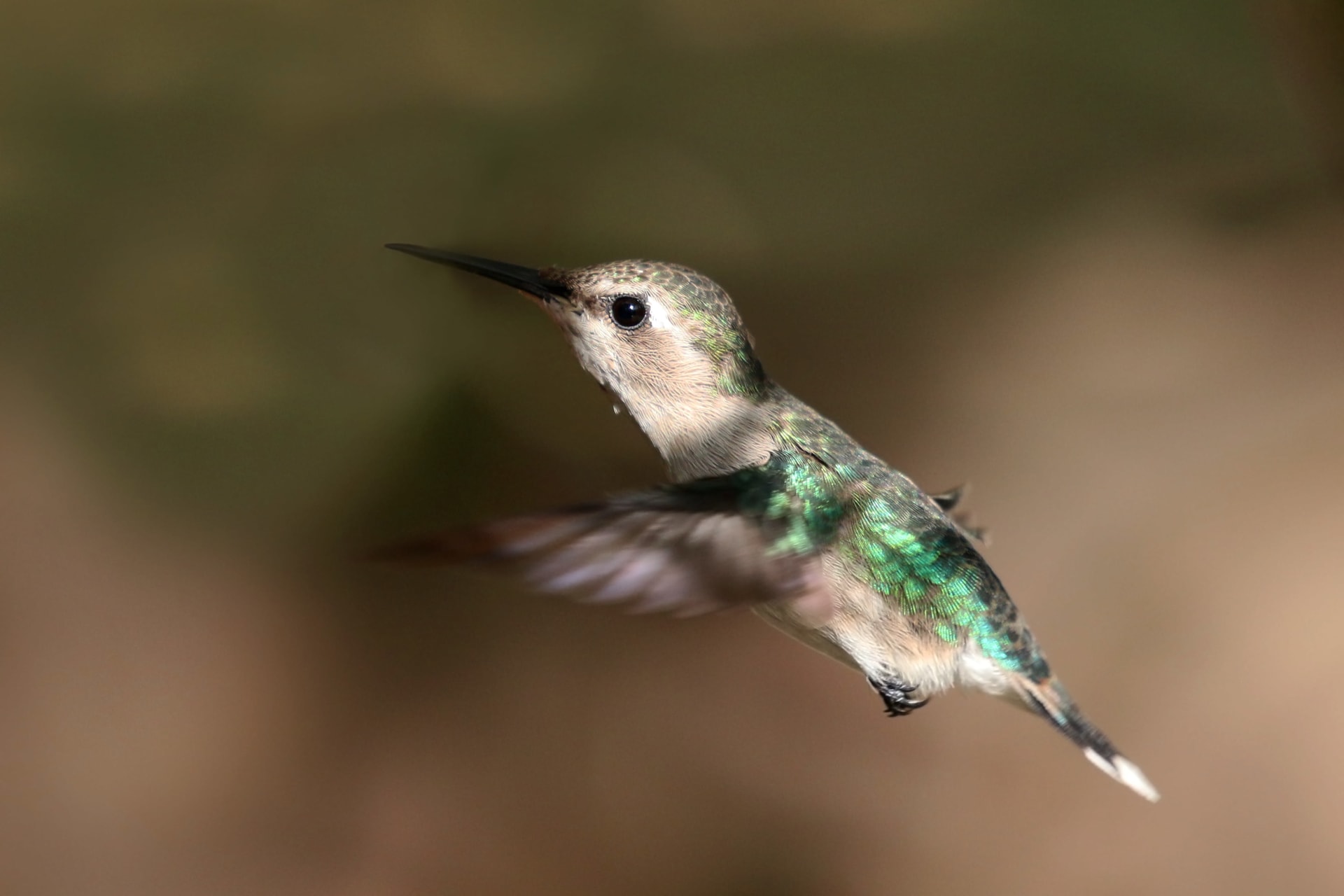 Bee Hummingbird Breeding Season
