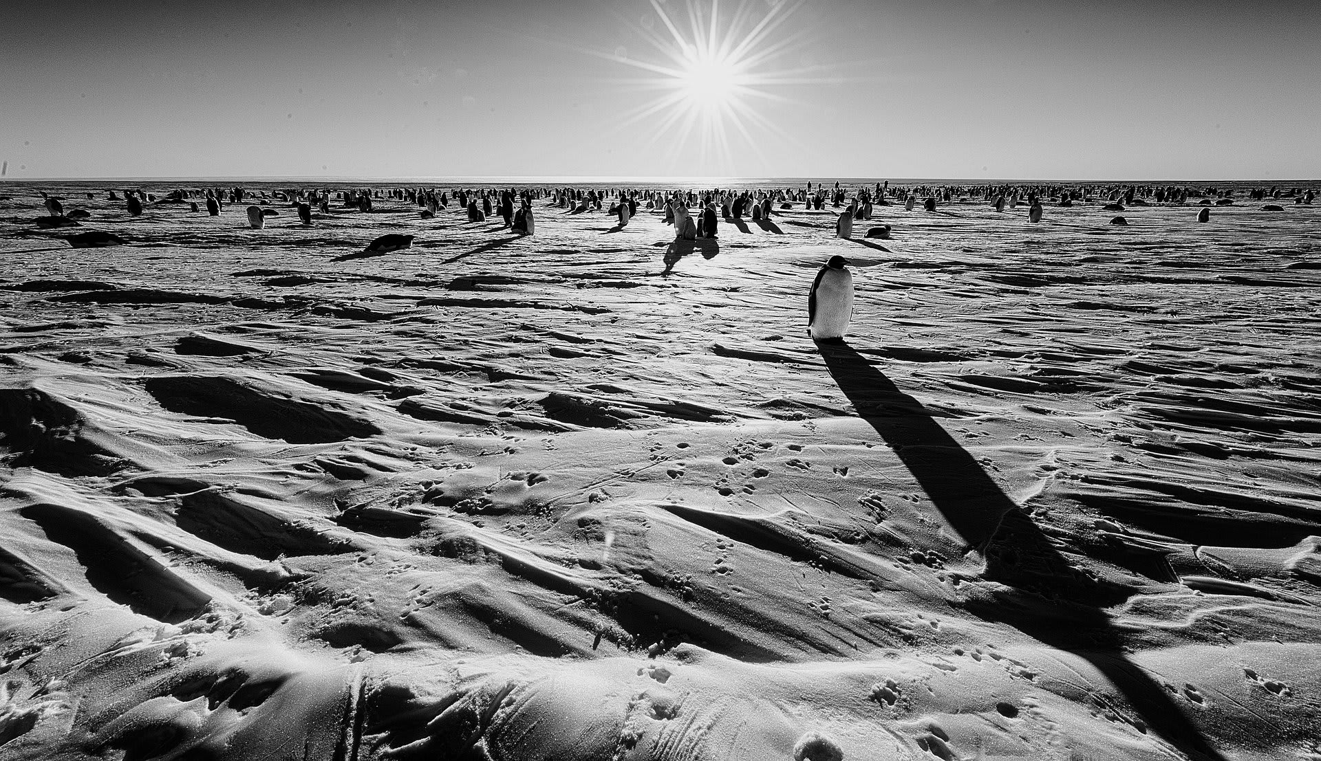 Emperor Penguin March - Antarctica