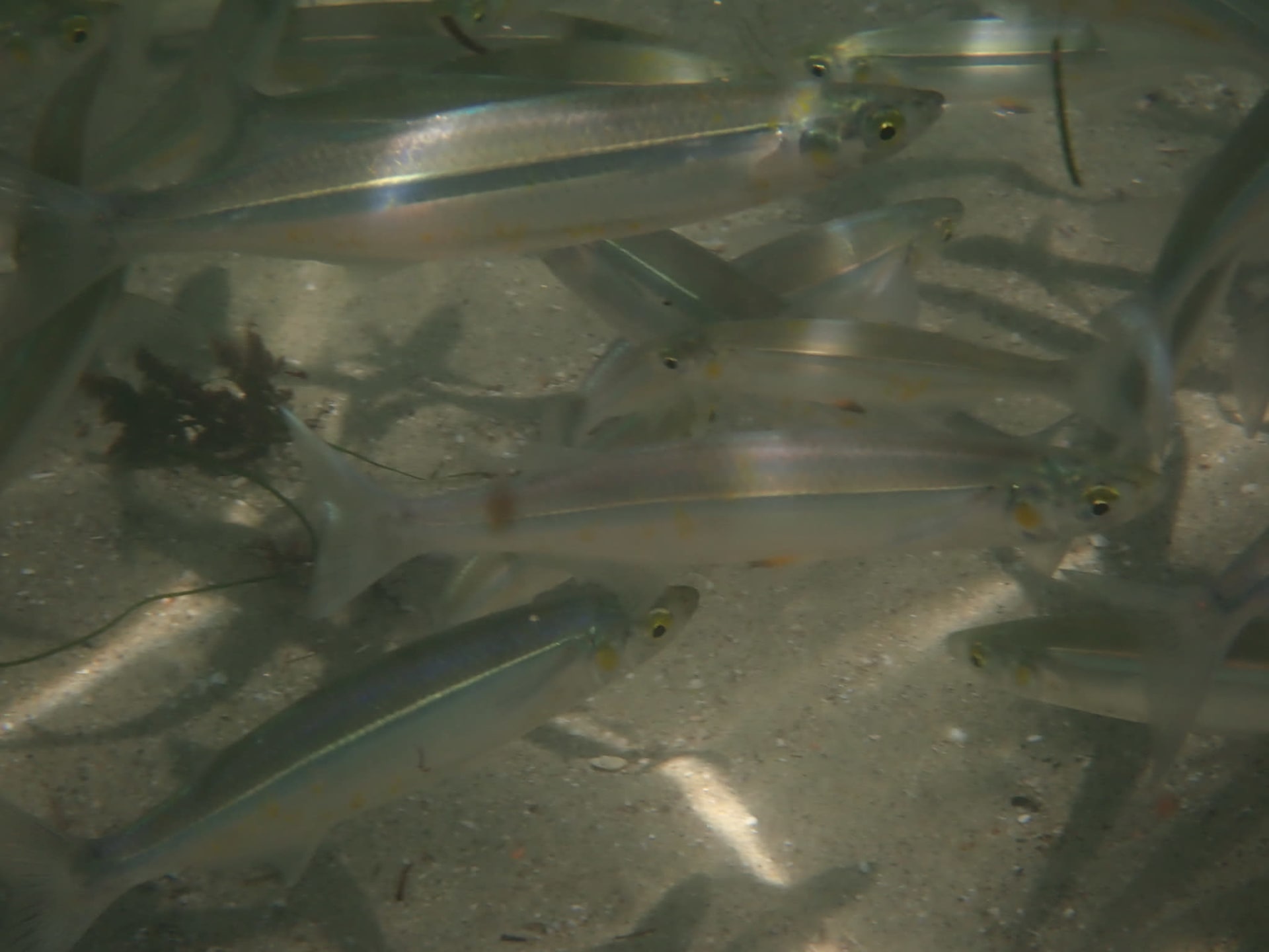 Grunion Runs