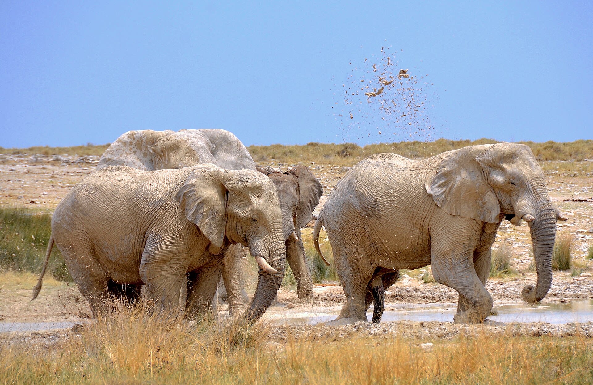 African Dry-Season Waterholes