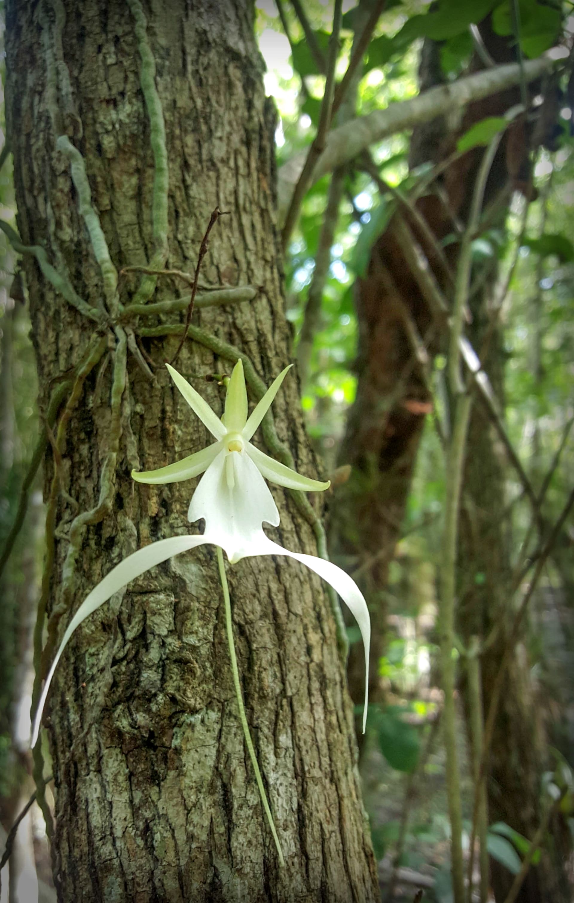 Ghost Orchid Bloom