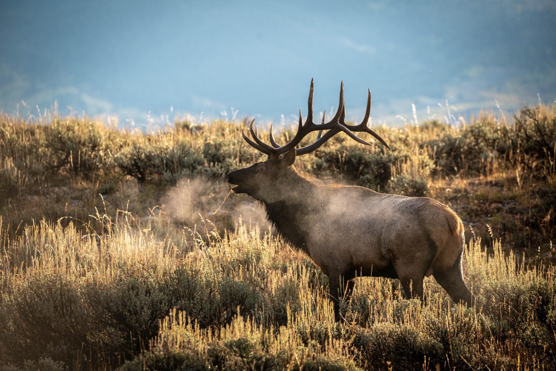 Boxley Valley Elk Rut