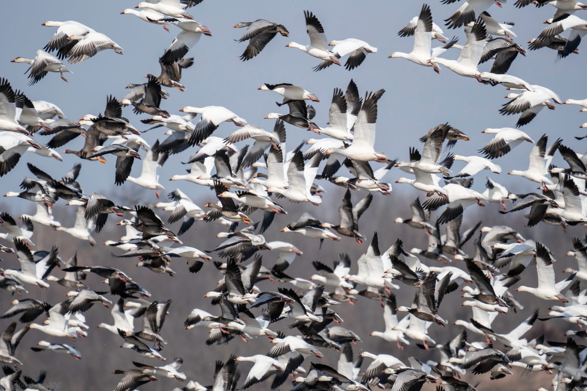 Loess Bluffs Snow Goose Migration