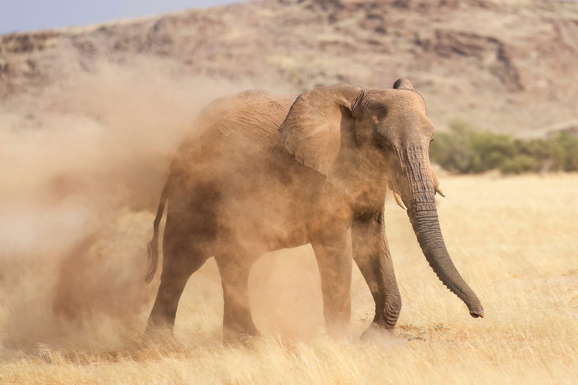 Gourma Desert Elephants