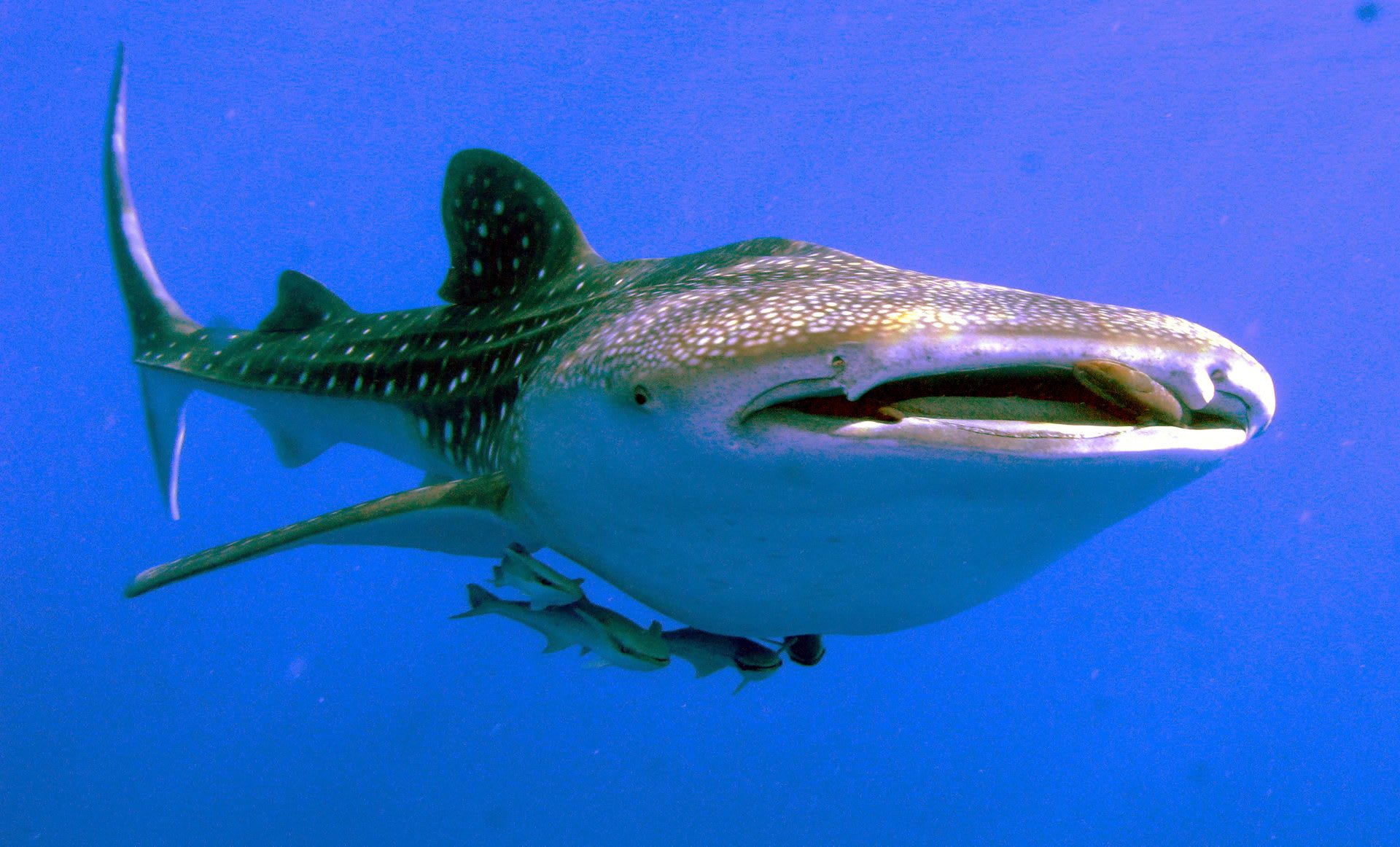 Red Sea Whale Shark Aggregation (Saudi Arabia)