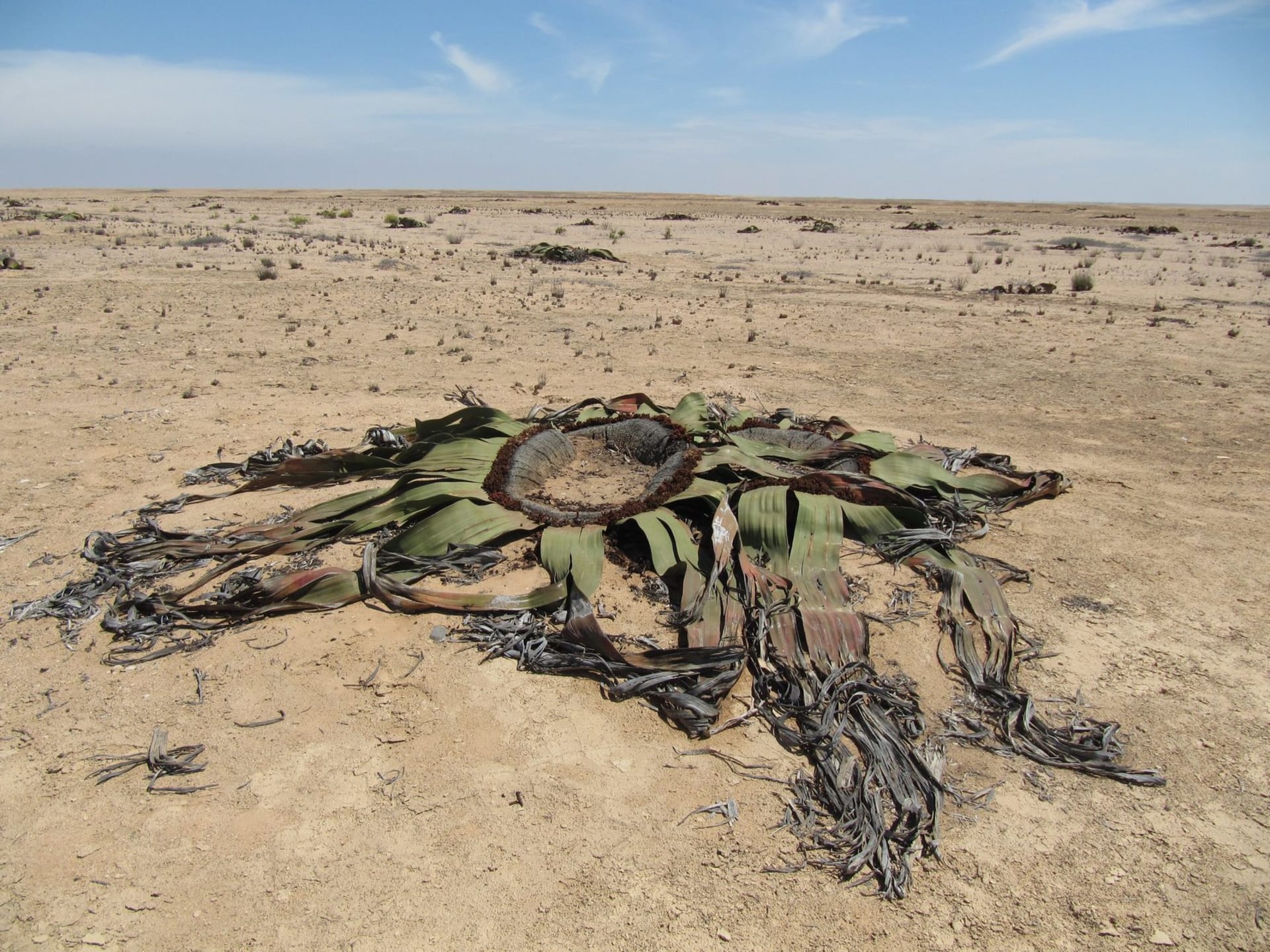 Welwitschia Living-Fossil Plains