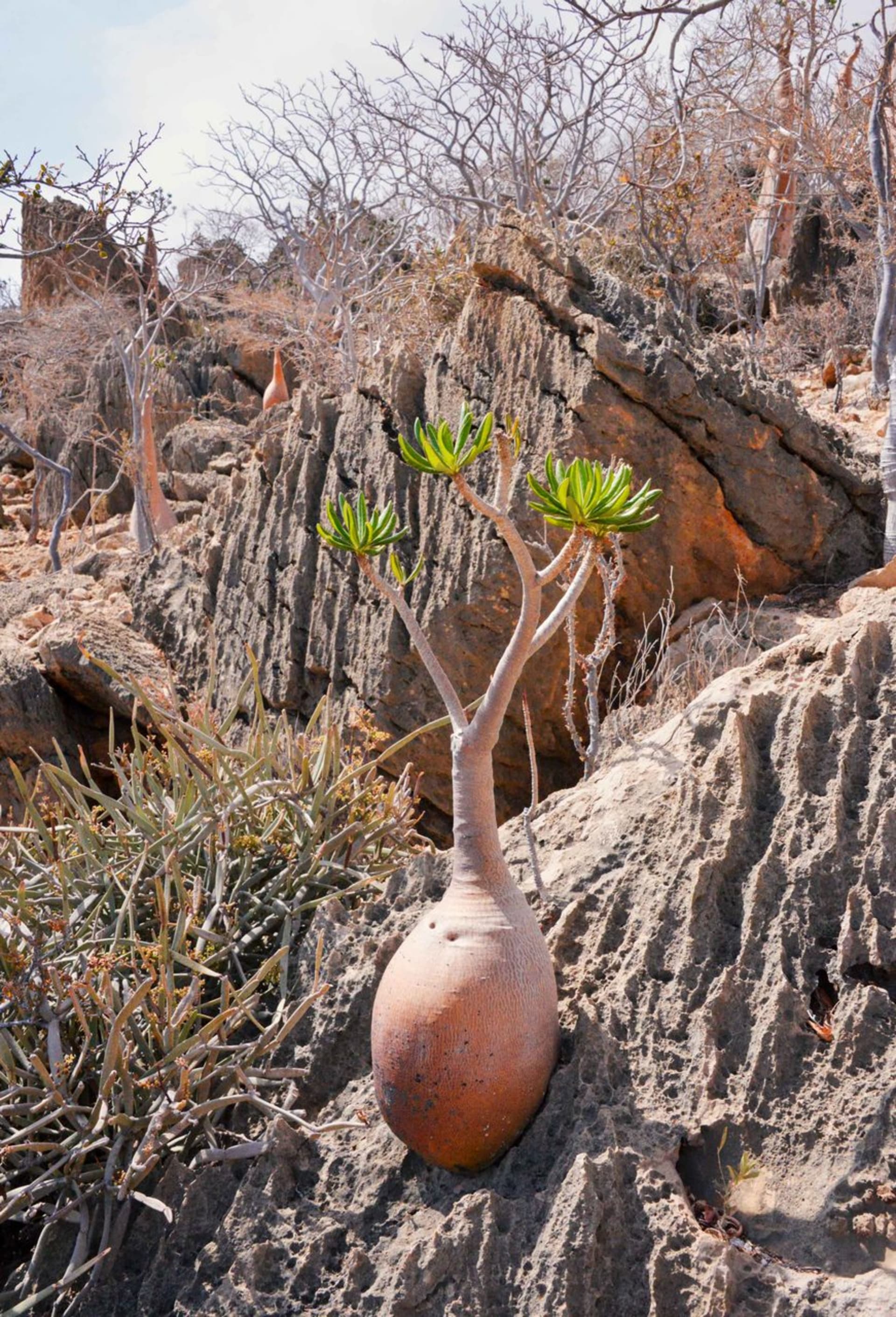 Socotra Desert Rose & Bottle Trees