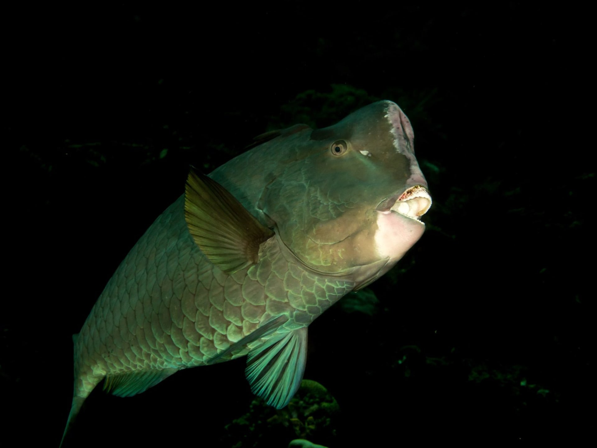 Palau Bumphead Parrotfish Mega-Spawn