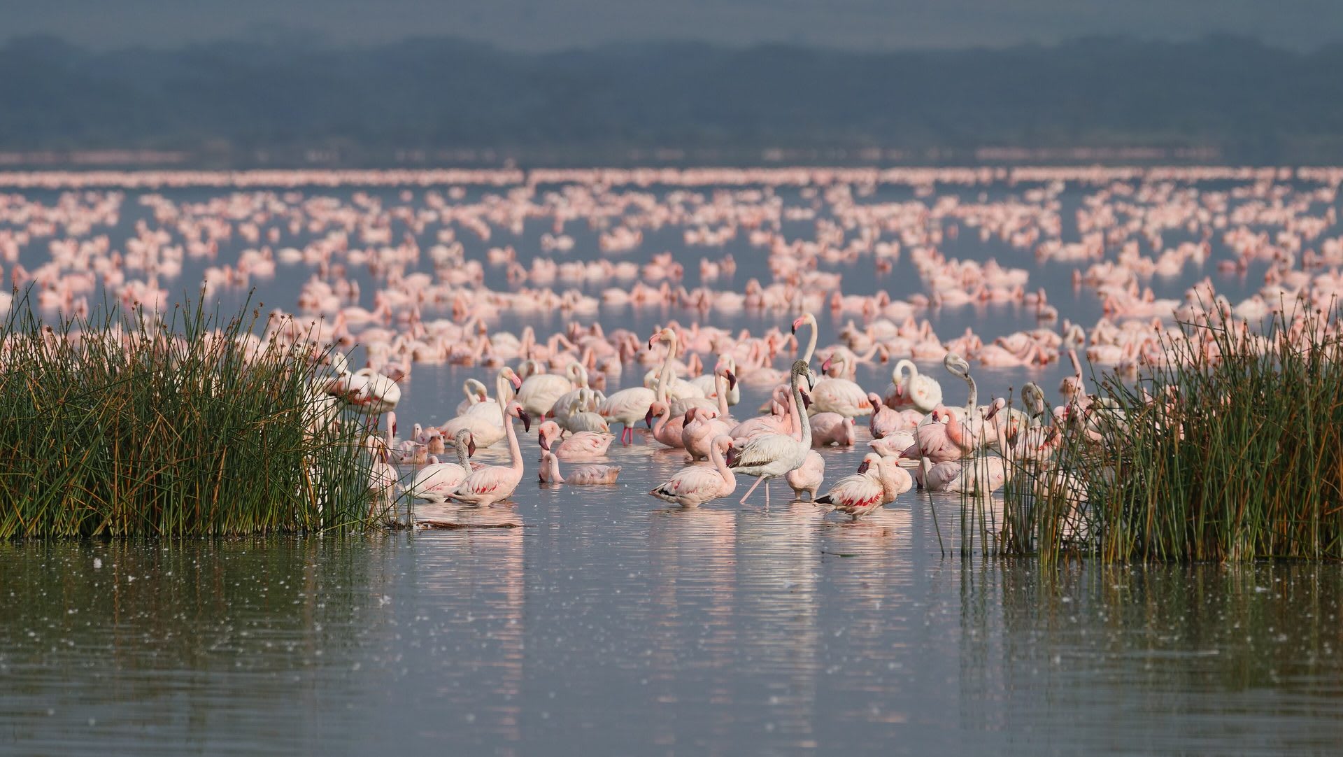 Tengiz Northernmost Flamingo Colony