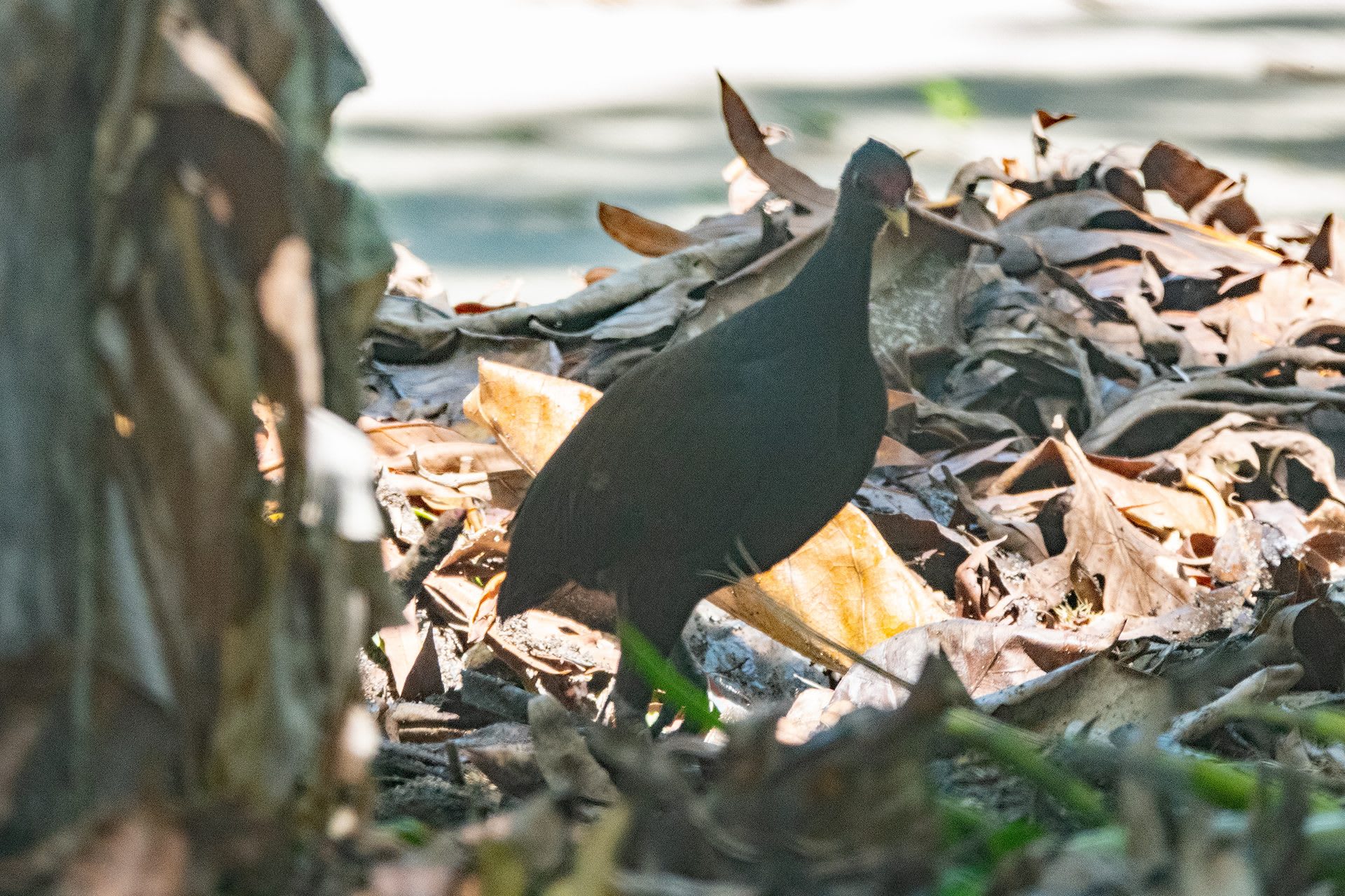 Savo Island Megapode Egg Fields