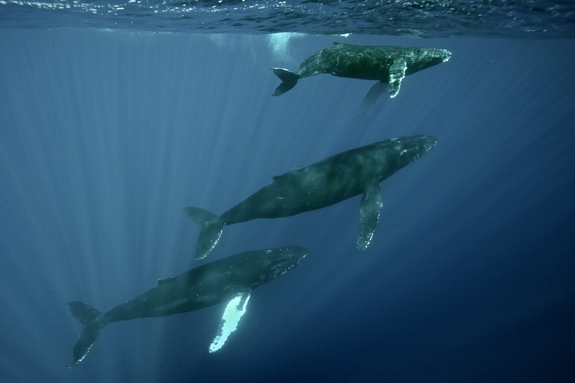 Vava'u Humpback Whale Season