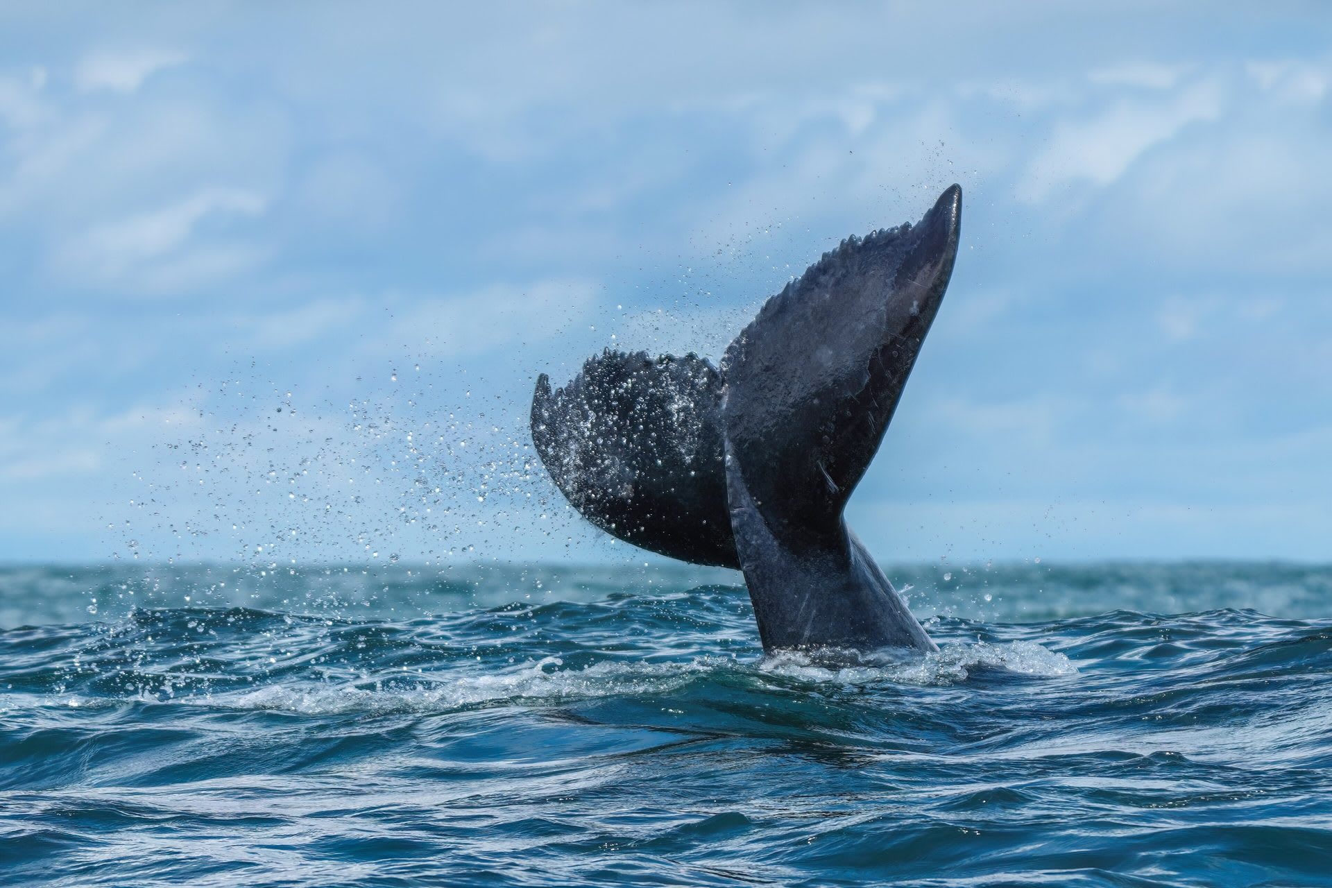 Rarotonga Humpback Migration